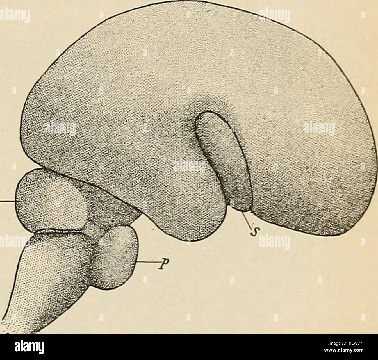 . Le développement de l'organisme humain : un manuel des droits de l'embryologie. L'embryologie ; embryon, Non-Mammalian. Les CIRCONVOLUTIONS CÉRÉBRALES 403 la fissure peut être appelé la fissure de l'hippocampe. Le passage du pallium qui intervient entre cette fissure et la forme chorioidal ce qui est connu comme le gyrus denté. Vers la fin de la troisième ou le début du quatrième mois deux prolongations découlent de la fissure juste à l'endroit où il s'avère être continué dans le lobe temporal, et ces, s'étendant en arrière, donner lieu à la scissure calcarine et pariéto-occipitale des fissures. Comme la formation hippocampique, ces if Banque D'Images