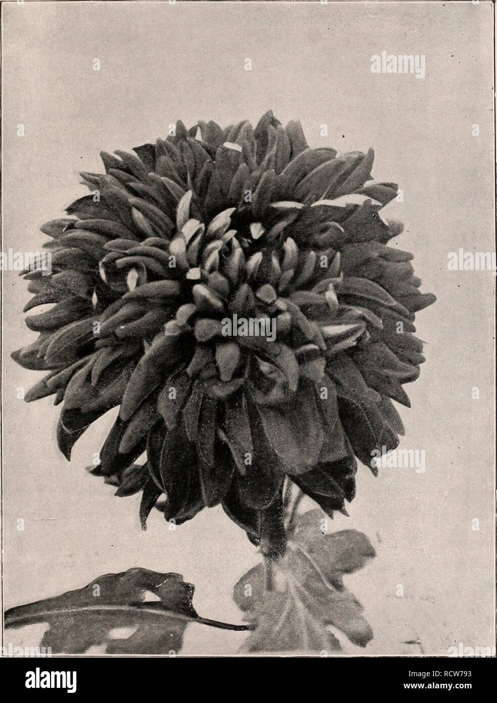 . Catalogue illustré descriptif des nouvelles et rares, graines, plantes et bulbes. Ampoules (plantes) Catalogues ; graines de fleurs ornementales, Plantes catalogues ; catalogues ; Graines de legumes catalogues ; Matériel et fournitures de jardinage ; Catalogues Catalogues commerciaux New Jersey. Chrysanthème " Mme Wm. P. Henszey." (voir la page -". Veuillez noter que ces images sont extraites de la page numérisée des images qui peuvent avoir été retouchées numériquement pour plus de lisibilité - coloration et l'aspect de ces illustrations ne peut pas parfaitement ressembler à l'œuvre originale.. United States forestières ; Pitcher, James R, Manda, W. une fosse ; Banque D'Images