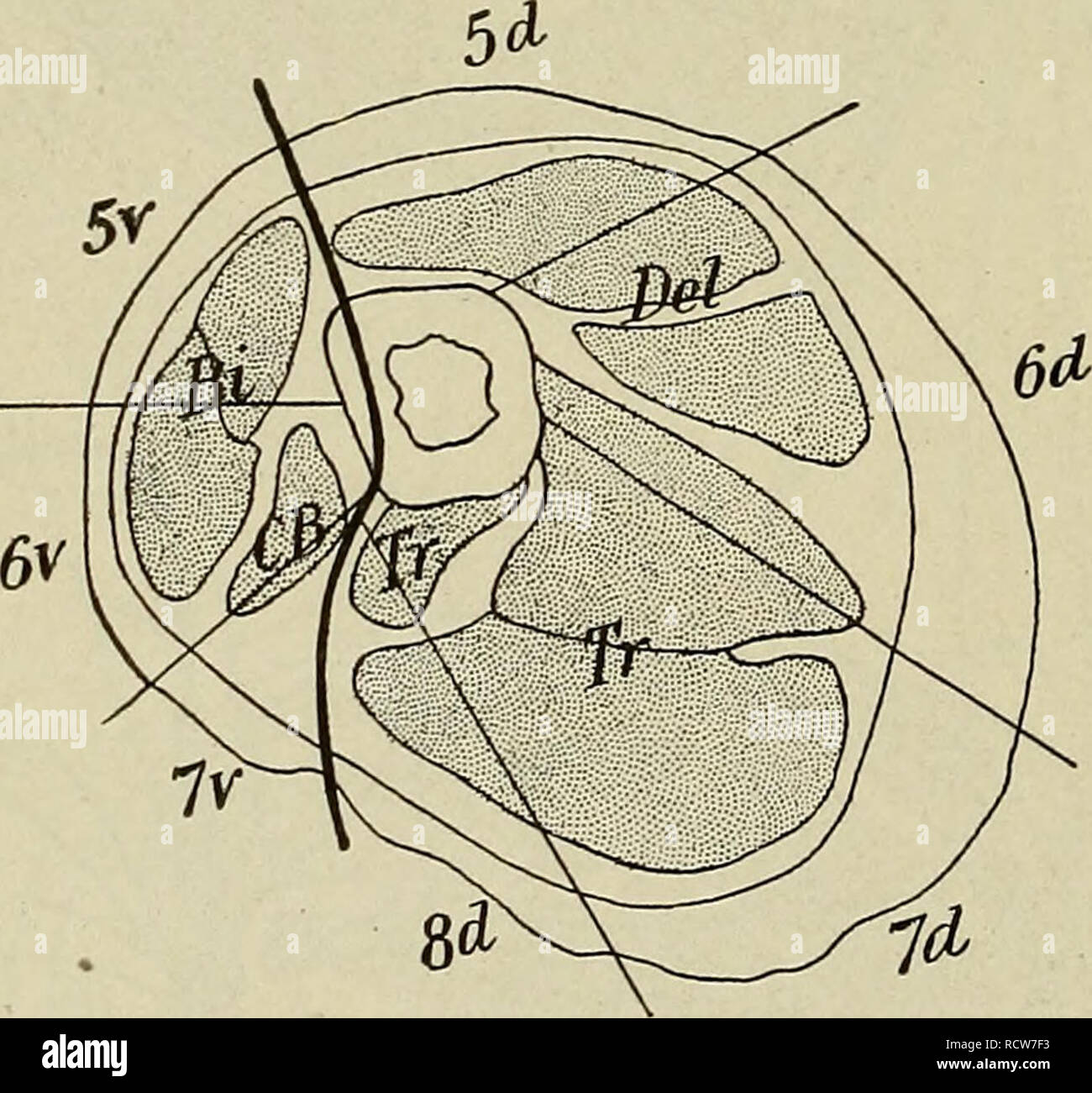 Le développement de l'organisme humain : un manuel des droits de  l'embryologie. L'embryologie ; embryon, Non-Mammalian. 214 LES MUSCLES DES  MEMBRES étendant vers le bas à sur la face antérieure de