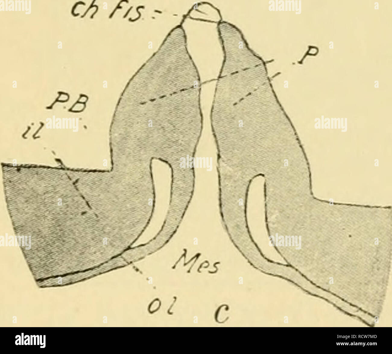 . Le développement du poussin : une introduction à l'embryologie. L'embryologie ; Poulets -- les embryons. . Veuillez noter que ces images sont extraites de la page numérisée des images qui peuvent avoir été retouchées numériquement pour plus de lisibilité - coloration et l'aspect de ces illustrations ne peut pas parfaitement ressembler à l'œuvre originale.. Lillie, Frank Rattray, 1870-1947. New York : Henry Holt Banque D'Images