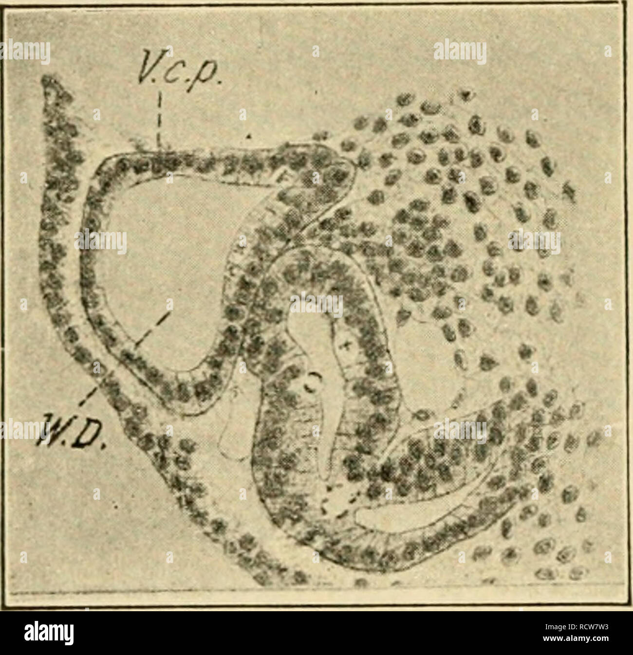 . Le développement du poussin : une introduction à l'embryologie. L'embryologie ; Poulets -- les embryons. . Veuillez noter que ces images sont extraites de la page numérisée des images qui peuvent avoir été retouchées numériquement pour plus de lisibilité - coloration et l'aspect de ces illustrations ne peut pas parfaitement ressembler à l'œuvre originale.. Lillie, Frank Rattray, 1870-1947. New York : Henry Holt Banque D'Images