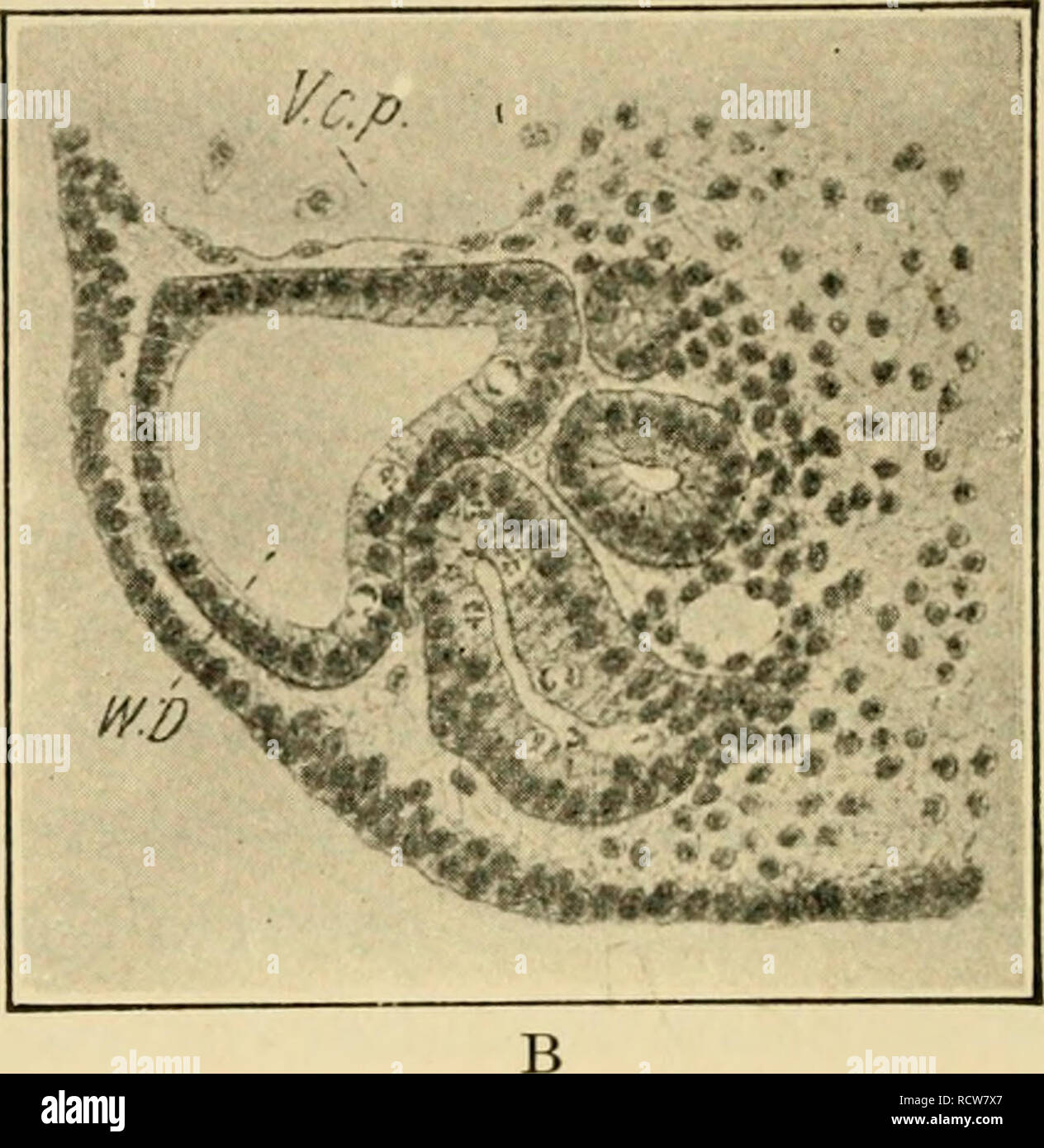 . Le développement du poussin : une introduction à l'embryologie. L'embryologie ; Poulets -- les embryons. . Veuillez noter que ces images sont extraites de la page numérisée des images qui peuvent avoir été retouchées numériquement pour plus de lisibilité - coloration et l'aspect de ces illustrations ne peut pas parfaitement ressembler à l'œuvre originale.. Lillie, Frank Rattray, 1870-1947. New York : Henry Holt Banque D'Images