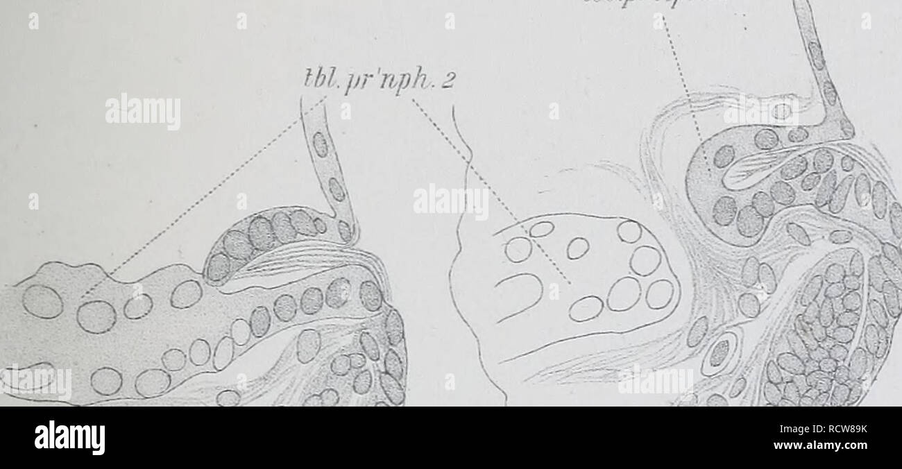 . Le développement de l'mesonephras et le conduit de Müller dans Amphibia. Les amphibiens. tbLpr'nfih.3. 71 ev(^. 2 /si evtj. un &gt ; je lhl:px'nph.3   [0 Q 1/ df2. Veuillez noter que ces images sont extraites de la page numérisée des images qui peuvent avoir été retouchées numériquement pour plus de lisibilité - coloration et l'aspect de ces illustrations ne peut pas parfaitement ressembler à l'œuvre originale.. Hall, Robert William, 1872-. Cambridge, Mass. : [s. n. ] Banque D'Images