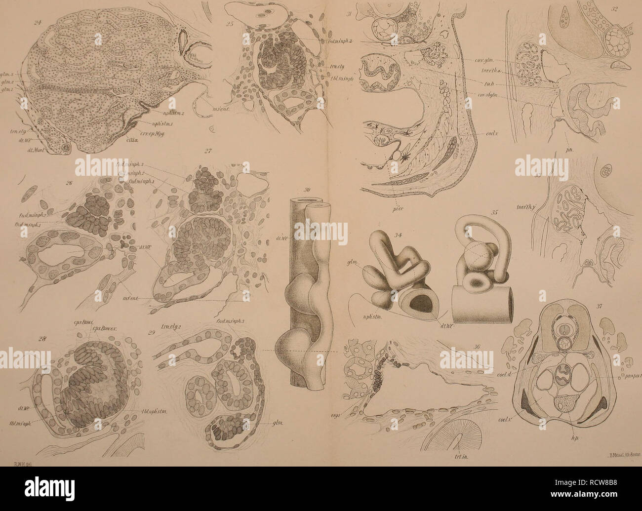 . Le développement de l'mesonephras et le conduit de Müller dans Amphibia. Les amphibiens. HAa-MÉSONÉPHROS dans ^MPHIBIA. Plaque 3.. Veuillez noter que ces images sont extraites de la page numérisée des images qui peuvent avoir été retouchées numériquement pour plus de lisibilité - coloration et l'aspect de ces illustrations ne peut pas parfaitement ressembler à l'œuvre originale.. Hall, Robert William, 1872-. Cambridge, Mass. : [s. n. ] Banque D'Images