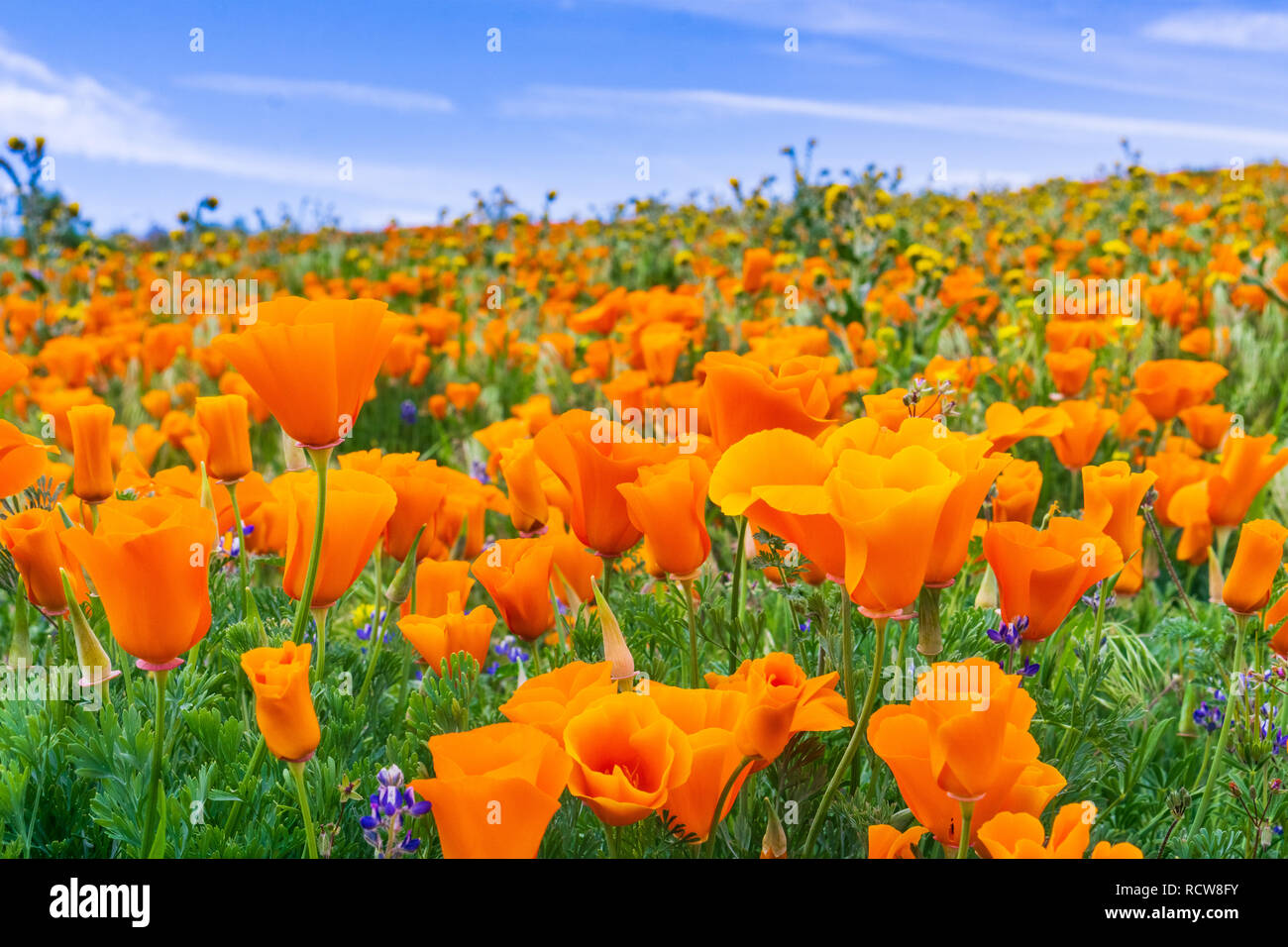 Close up de coquelicots de Californie (Eschscholzia californica) pendant les temps de floraison, Antelope Valley California Poppy Réserver Banque D'Images