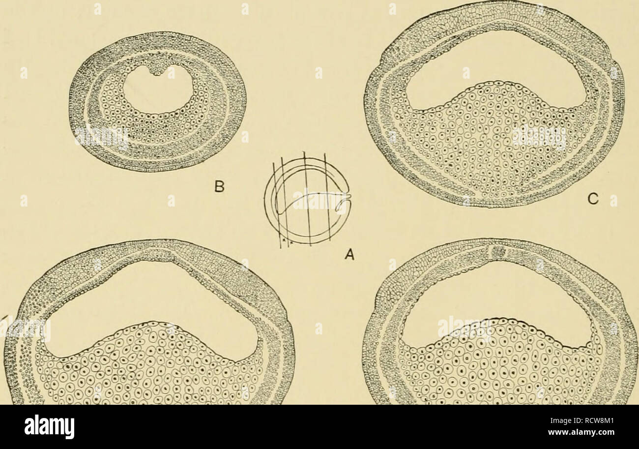 . Le développement de l'œuf de grenouille ; une introduction à l'embryologie expérimentale. L'embryologie. 72 DÉVELOPPEMENT DE L'ŒUF DE GRENOUILLE [Ch. VI de l'embryon, nous constatons que la laj-er de mésoderme est inséré entre l'ectoderme et l'œuf-cellules sur toute la moitié postérieure de l'embryon. Il y a une petite tache antéro-ventrale de la région dans laquelle le mésoderme ne s'étend pas. À un moment postérieur à la section décrite ci-dessus, nous trouvons le mésoderme étendre beaucoup plus loin !ventrale j/^ afin d'encercler près de cette région de l'embryon. L'est complètement encerclée par blastospore la feuille de mésoderme.. ^^* |",_^^^''C . 'Â Â Banque D'Images