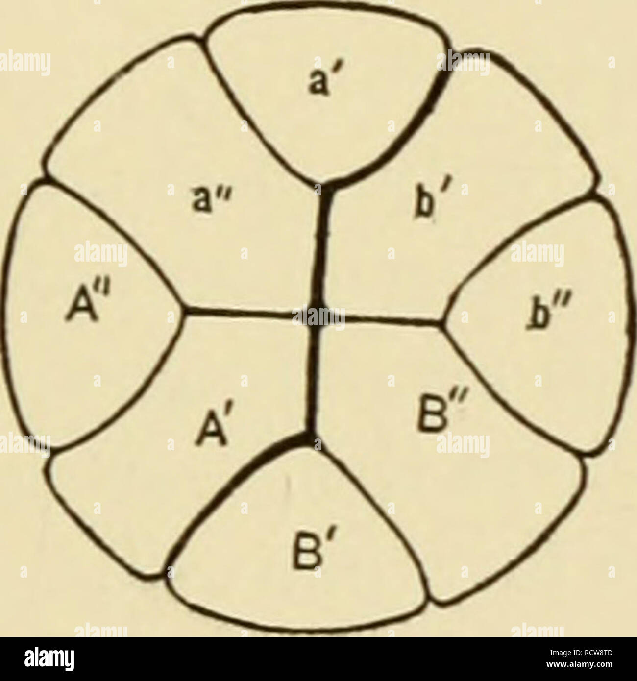. Le développement de l'œuf de grenouille ; une introduction à l'embryologie expérimentale. L'embryologie. . Veuillez noter que ces images sont extraites de la page numérisée des images qui peuvent avoir été retouchées numériquement pour plus de lisibilité - coloration et l'aspect de ces illustrations ne peut pas parfaitement ressembler à l'œuvre originale.. Morgan, Thomas Hunt, 1866-1945. New York, The Macmillan Company ; [etc. , Etc. ] Banque D'Images