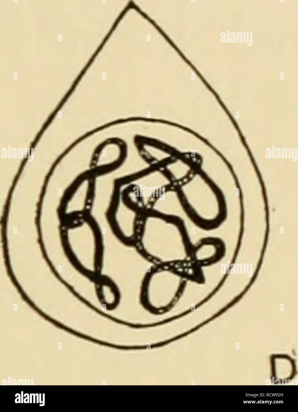 . Le développement de l'œuf de grenouille ; une introduction à l'embryologie expérimentale. L'embryologie. . Veuillez noter que ces images sont extraites de la page numérisée des images qui peuvent avoir été retouchées numériquement pour plus de lisibilité - coloration et l'aspect de ces illustrations ne peut pas parfaitement ressembler à l'œuvre originale.. Morgan, Thomas Hunt, 1866-1945. New York, The Macmillan Company ; [etc. , Etc. ] Banque D'Images