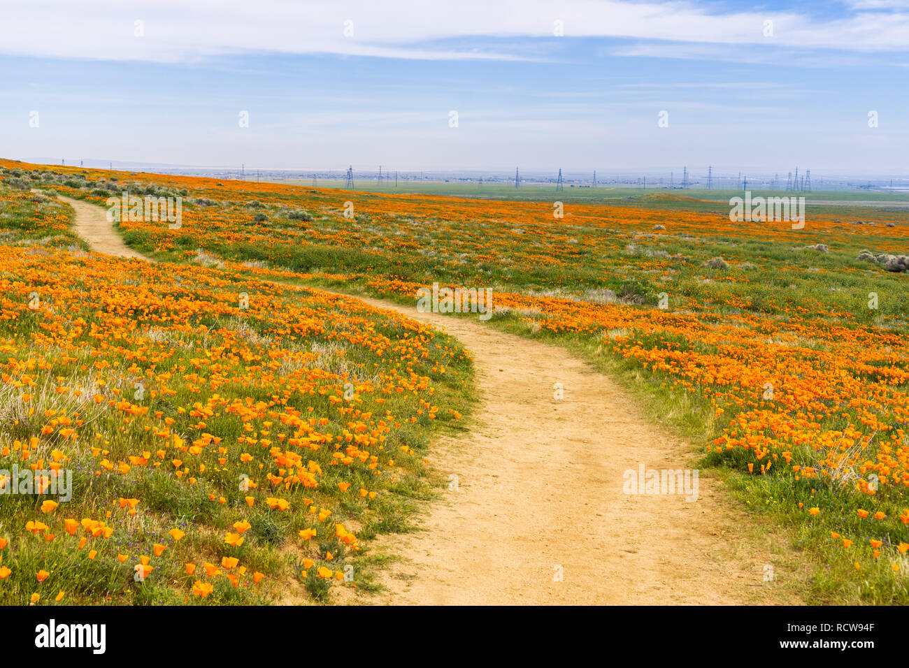 Trail sur les collines de l'Antelope Valley California Poppy Réserve lors des temps de floraison Banque D'Images