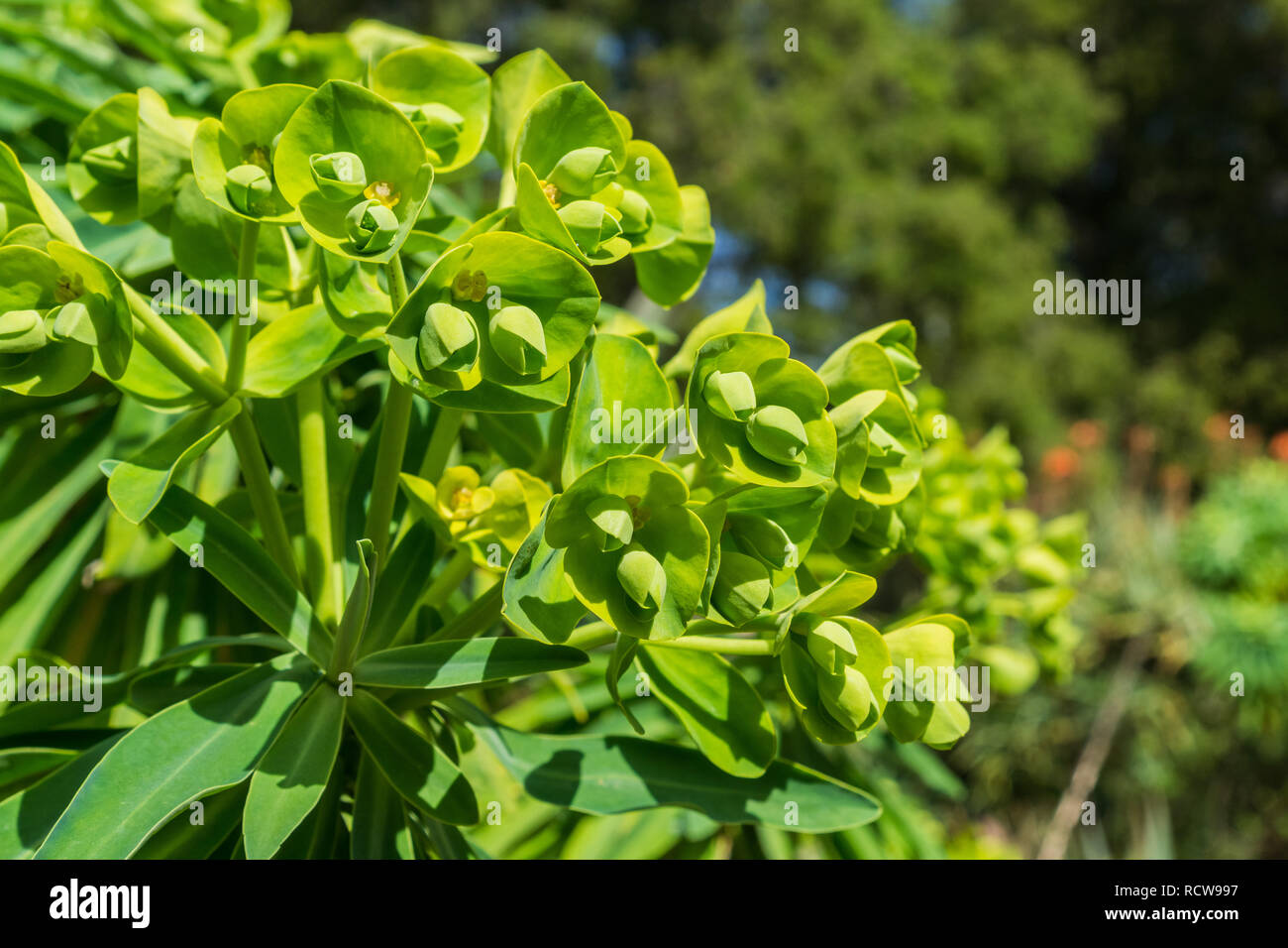 Euphorbia characias 'Wulfenii' d'ornement à fleurs, en Californie Banque D'Images