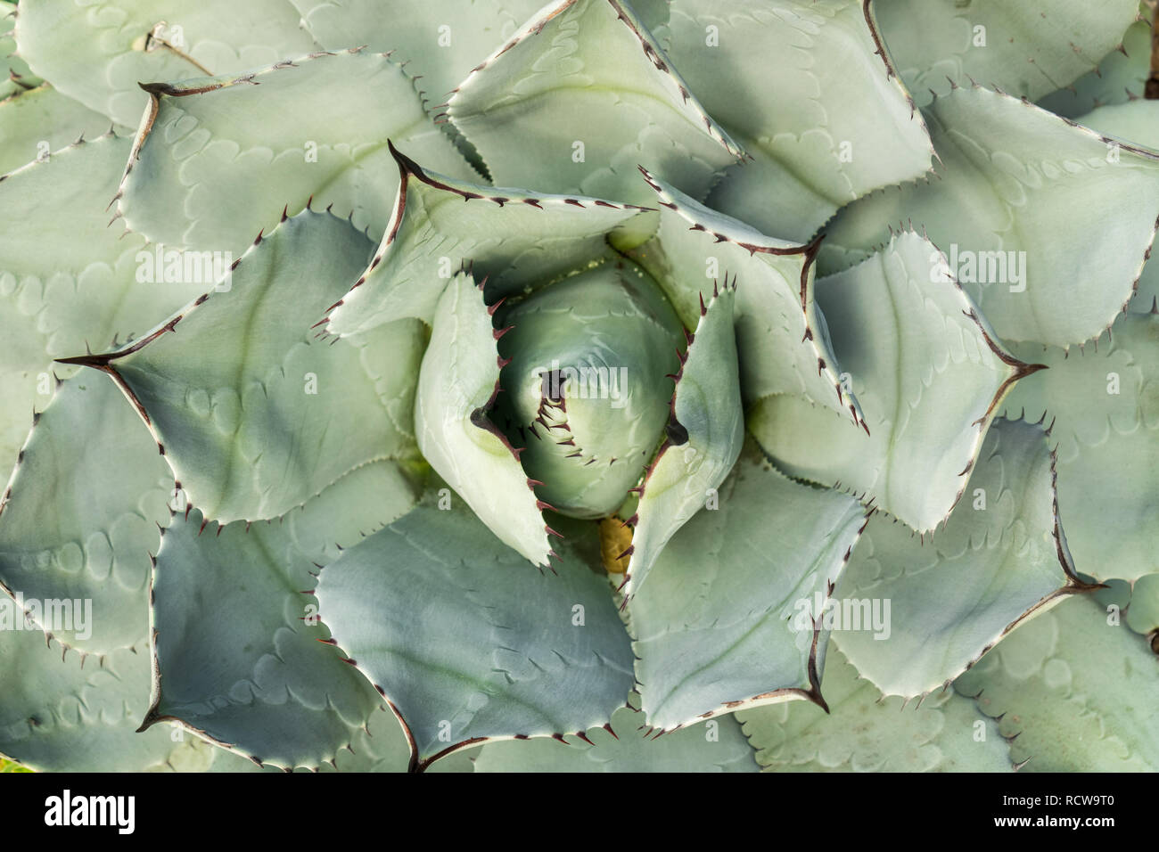 Vue aérienne de la plante d'agave, Californie Banque D'Images