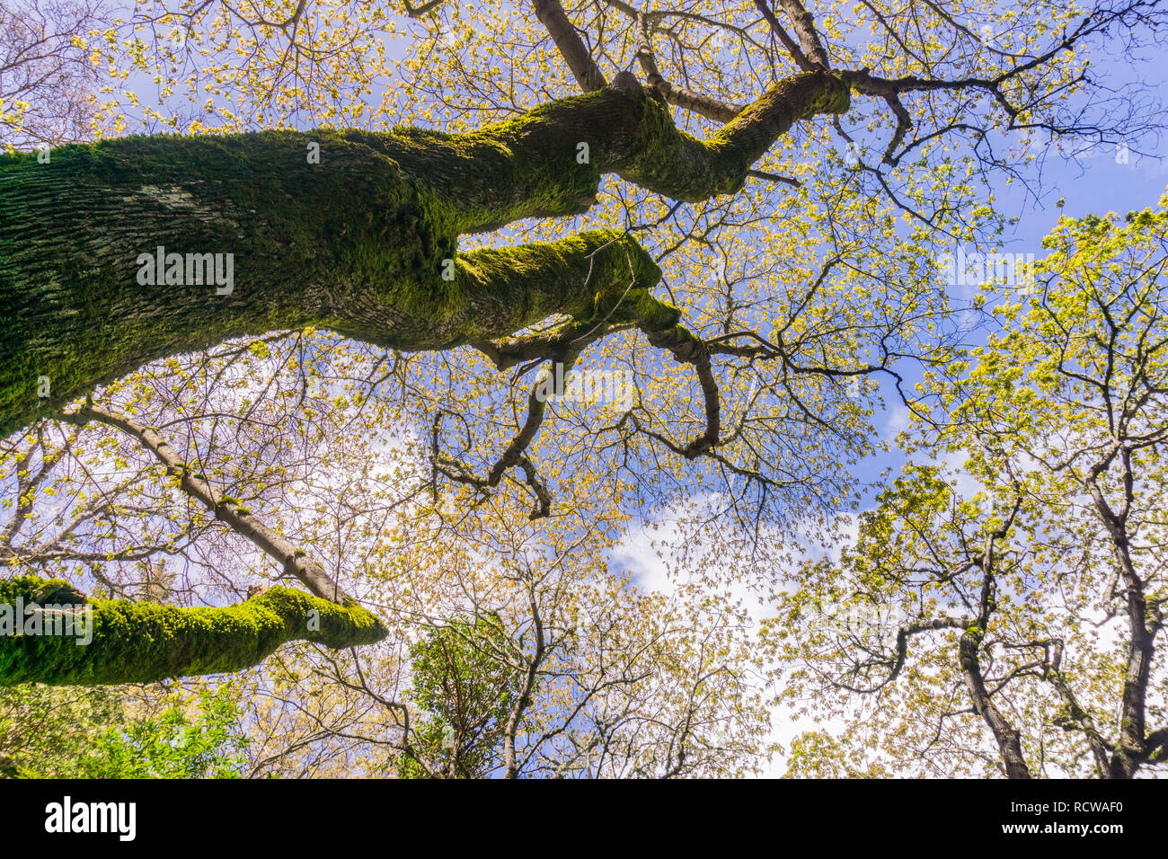 Les arbres qui poussent de nouvelles feuilles au printemps, sur des nuages blancs de fond, en Californie Banque D'Images