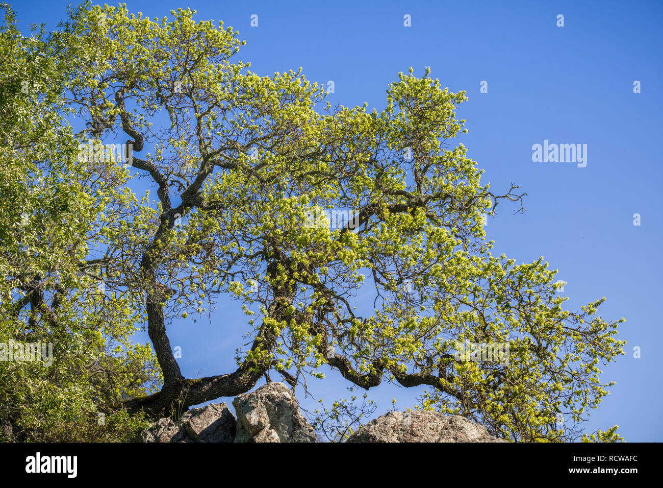 De plus en plus de nouvelles feuilles de chêne de la vallée au printemps, sur un fond de ciel bleu, Henry Coe State Park, Californie Banque D'Images
