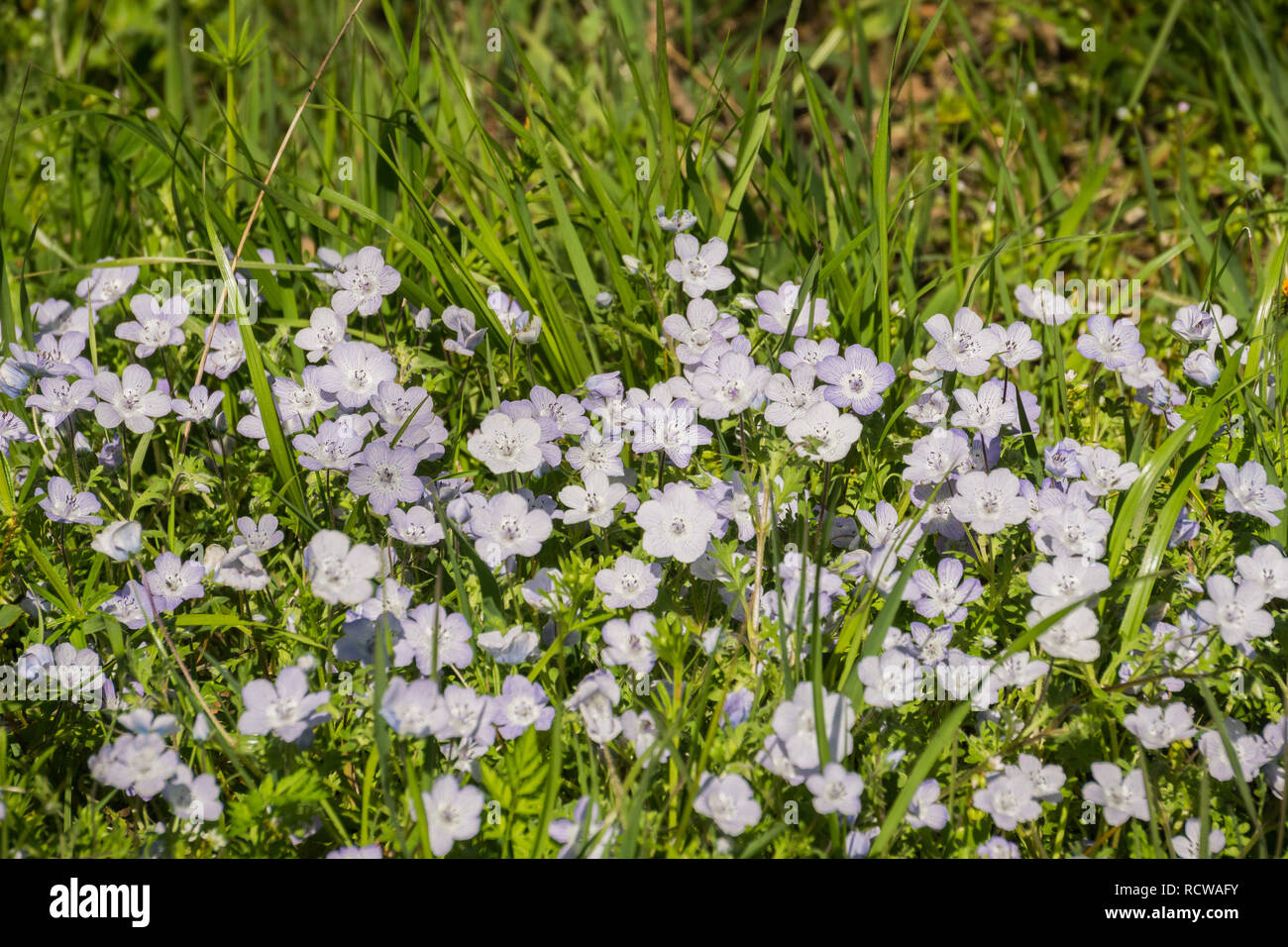 Baby Blue Eyes (Nemophila menziesii) fleurs sauvages, Californie Banque D'Images