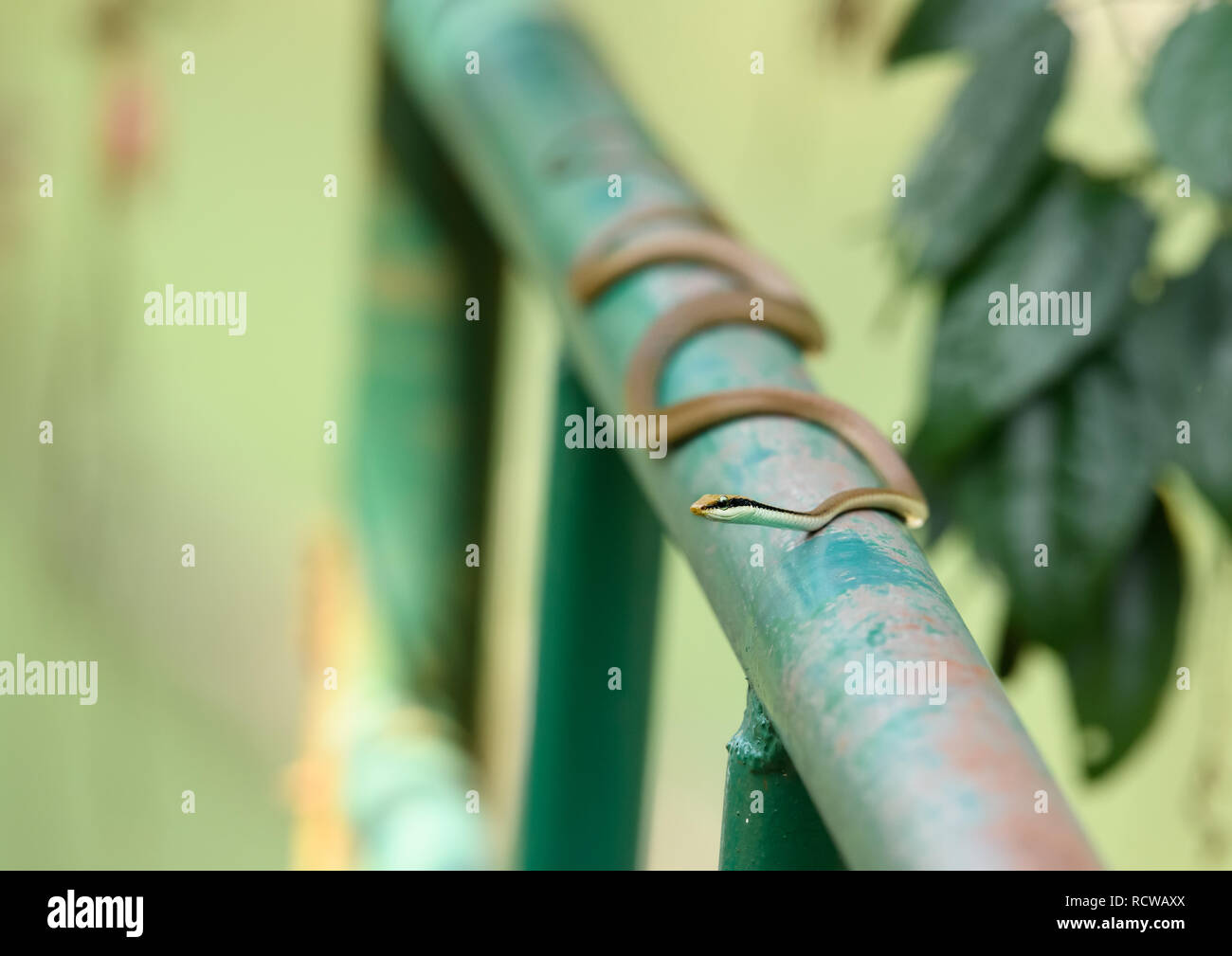 Bronzeback commun est la plus répandue des espèces de Dendrelaphis l'Inde qui est la seule espèce du genre dans la plupart des régions du continent indien. Banque D'Images