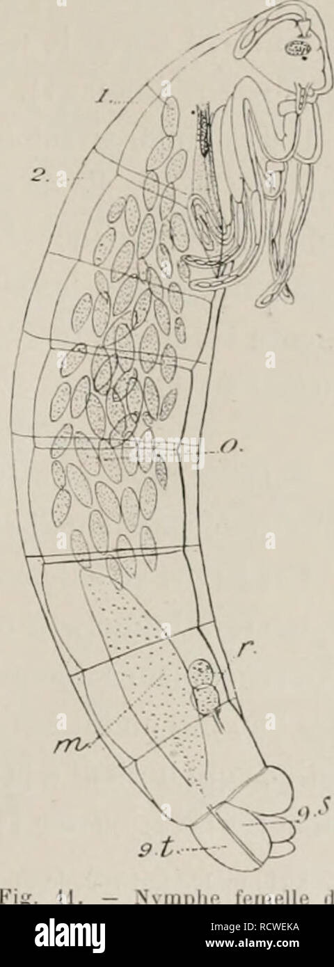 . ¨ me Deuxià expédition antarctique francaise (1908-1910). Histoire naturelle -- Antarctique ; expéditions scientifiques -- Antarctique ; l'Antarctique. DIPTÃRES inlÃ^227 f'ressantc ence un &Lt ;'lé donnée par (lli. Je Dauwin EST.'iO, rmifiiuc osiià de des©res, cliap. . 11 , (|ui. en se basant les snr l'cchcrches Wollaslon, envisagea de le vent ractcur,â prépondt'Fait chier |)onr tontes ces régions comme tactenr,â de la sélecture : les Insectes voleiil ixancoup qni sont emportés [nw le vent cl noy&Lt ;''s dans la mut, tandis que ceux (piiontles ailes moins développées ne donnent pas prise au vent et se repi Banque D'Images