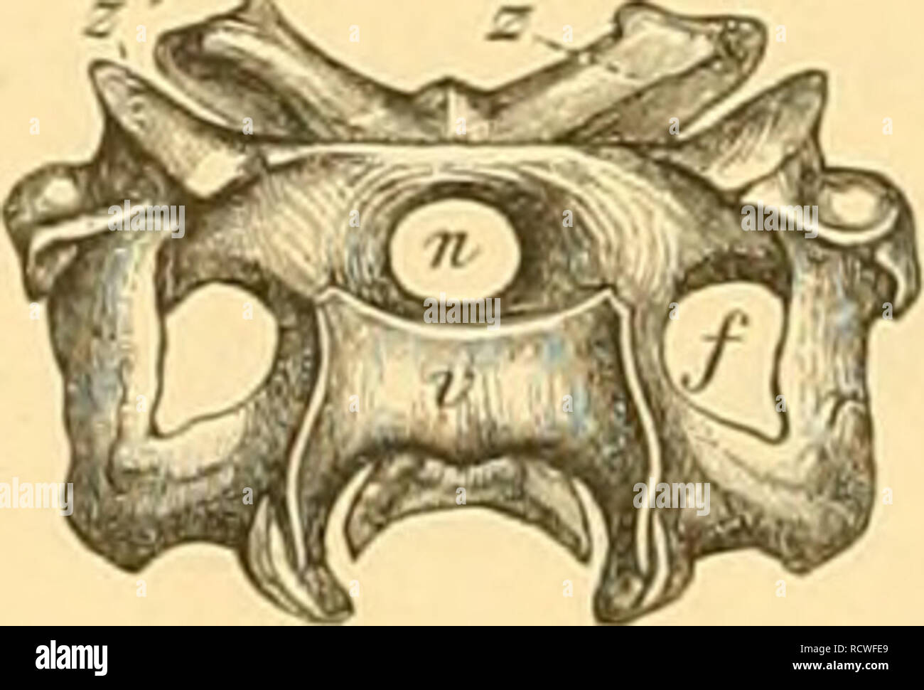 Elemente Der Palaontologie Bearbeitet La Paleontologie 67u I Tliierreich X Vertebres 5 Klasse Sauropsida Aves Ii Ordnung Aves Litteratur Uber Sejour Aves Marais 0 Ch Odonlornithes Une Monographie