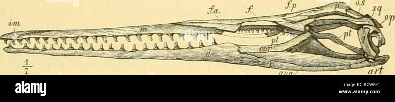 . Elemente der paläontologie bearbeitet. La paléontologie. I. Thierreich. - X. Vertébrés. - 5. Klasse : Sauropsicia. Streptostylica. 645 wenn die Fiisse fehlen, noch mit Schulter- und einem von Beckengürtel, Sternum versehen. Nur bei den Ascalabotae biconcav sind die noch Wirbel. Der vordere Theil der nicht verknöchert Hirnkapselist. Unterkiefersymphyse vorhanden. Halskurz. Echte Eidechsen Secundärzeit existirt mögen schon zum haben, doch sind solche zu unge- nügend erhalten, um eine sichere Trennung von den/{/iyHc ; iOcf/ ;/si(J" s'zu, von en sie jedenfalls abzuleiten sind. Im Tertiä Banque D'Images