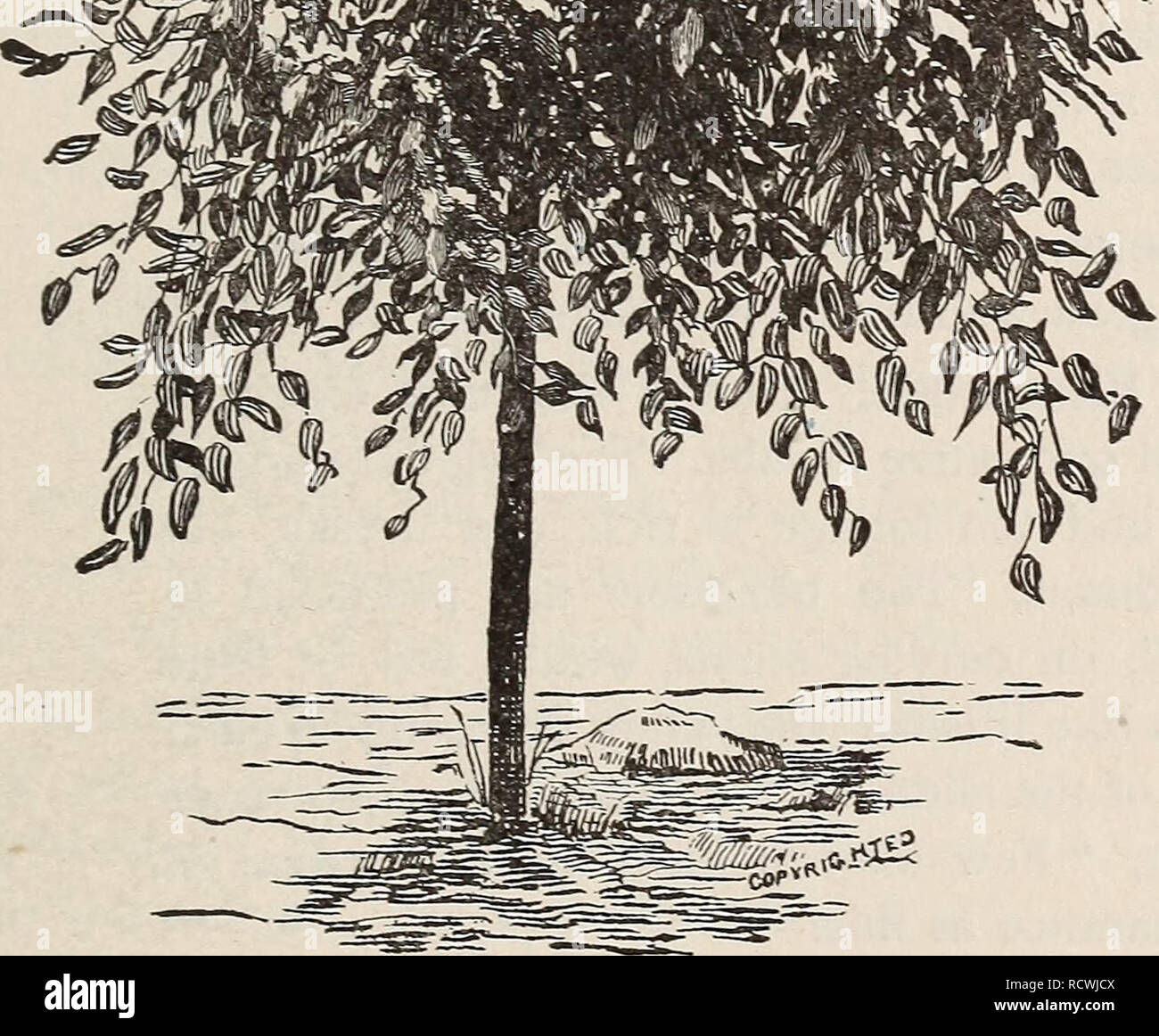 . Catalogue descriptif des arbres, arbustes, plantes grimpantes et plantes de la colline ombragée pépinières. Pépinières (Horticulture) Massachusetts Cambridge ; Catalogues Catalogues des Plants des Arbres fruitiers ; catalogues ; les semis de fleurs des catalogues. 37 Sophora japonica Pendula, pleurant Sophora. Cette gracieuse distinctement et unique arbre tombantes est bien connu qu'à un petit nombre. Sa succession de courbes, chacun se superposant à l'ancien ; son beau-tiful tresses de feuillage vert clair rafraîchissant est vraiment superbe. iofeet ; arbres tiges droites 2,502 pieds, les arbres greffés faible 75. Les pleurs de cerise sauvage. Les pleurs de cerise sauvage. Banque D'Images