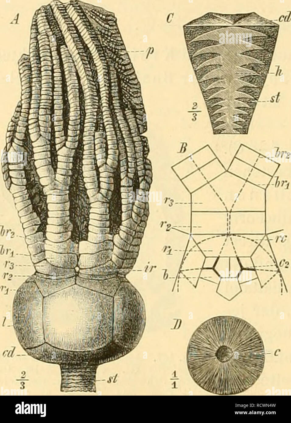 . Elemente der palÃ 2004-2005 ontologie bearbeitet. La paléontologie. I. 170 Thieireich. C. Astéride.â 5. Klasse : Crinoidea. E. nutans gf. IOxford ^ Gweerhofstrasse Malm :. Frankreich, E. caryophyllatus gf. (Fig. AâÂ 167£ ;.( Schweiz, SÃ¼ddeutschland. Fam. Apiocrinidae (Fig. 168 .1âD). Brut kelch, aus dem verbreiterten Stielgliede Centrodorsale obersten (cd), 5 gleich grossen Basalien [b] und mehreren von Radialien¤KrÃ nzen (r), zuweilen auch Brachialien(6r) zusammen- gesetzt. Hin und wieder Interradial ia (i). Slieiglieder mit einfachen radialen 160 Kellnertasche (/&gt ;). (StielanhÃ¼Nge Girren) feh- len. Im Banque D'Images