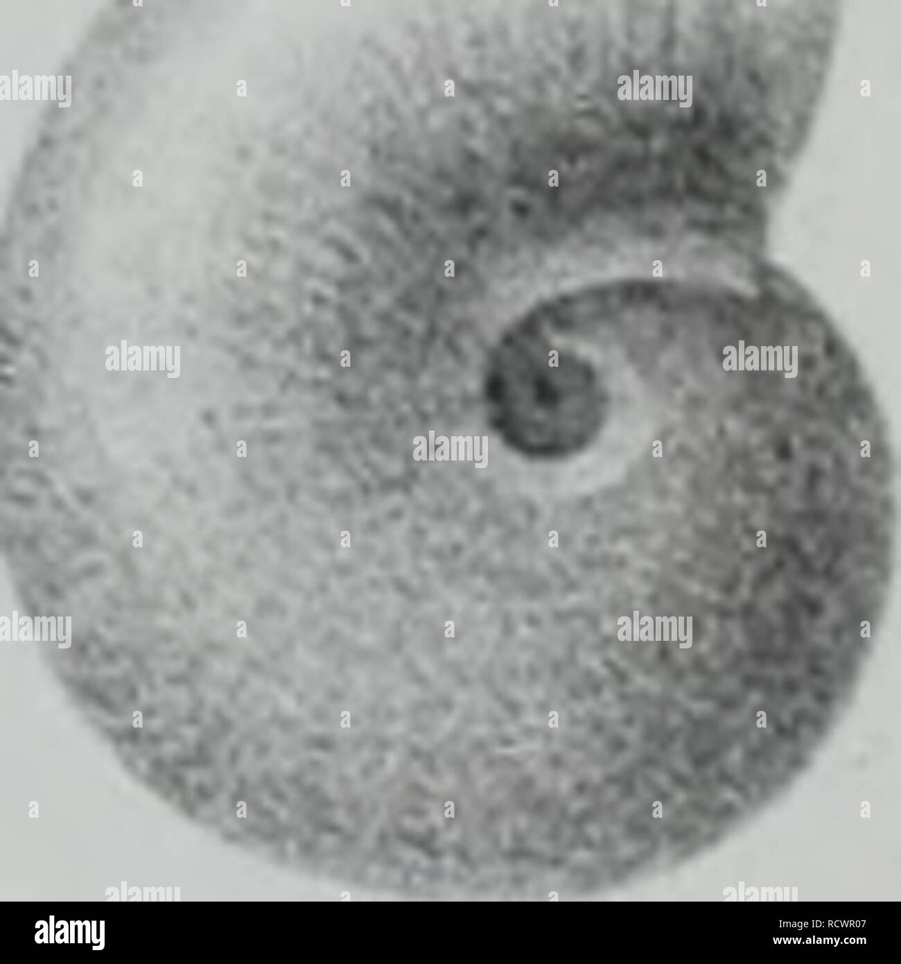 . Description des animaux sans renseignements vertèbres dans le bassin de Paris pour servir de supplément à la description des coquilles fossiles des environs de Paris comprenant une revue générale de toutes les espèces actuellement connues. Les mollusques, les combustibles, la paléontologie. J4. Jmp.Becauet, par}s. J.L.liaillLcrc eLlllsXiV^Sil une ibraires roris POTL. Veuillez noter que ces images sont extraites de la page numérisée des images qui peuvent avoir été retouchées numériquement pour plus de lisibilité - coloration et l'aspect de ces illustrations ne peut pas parfaitement ressembler à l'œuvre originale.. Deshayes, G. P. (Gérard Paul), 17 Banque D'Images