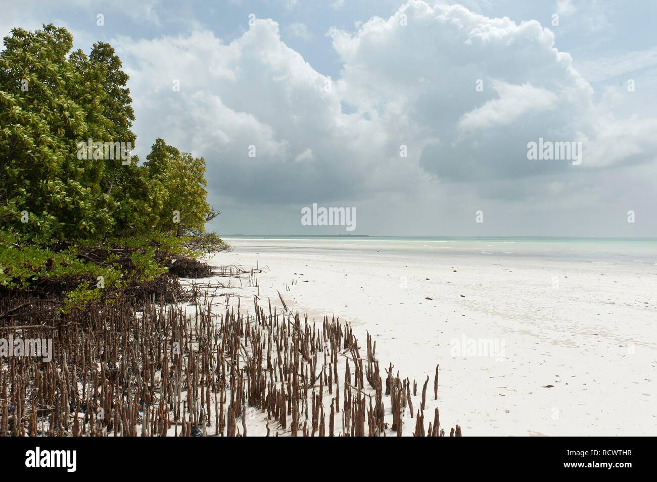 Les mangroves, forêts, des arbres (Rhizophora), racines échasses, Michanwi Bay, plage de Jozani-Chwaka-Bay National Park, Zanzibar, Tanzanie Banque D'Images