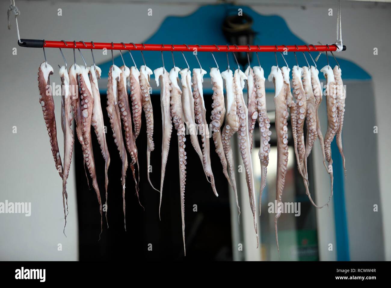 Tentacules de pieuvre sont suspendus à sécher sur un lin en face d'une boutique de poissons dans la vieille ville de Mykonos, Mykonos, Grèce, Europe Banque D'Images
