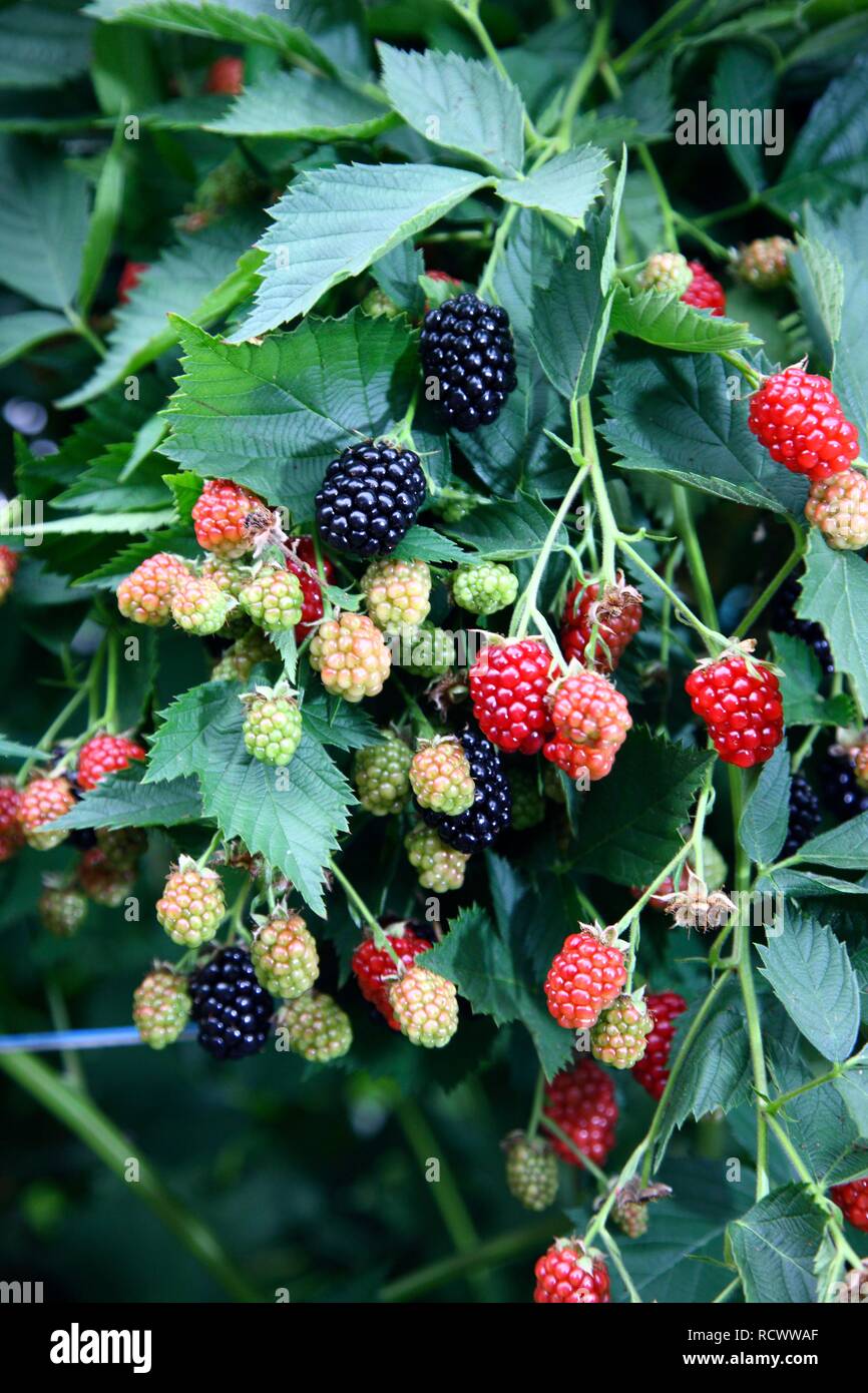 Les mûres (Rubus Rubus section), croissant sur une vigne à différents stades de maturité Banque D'Images