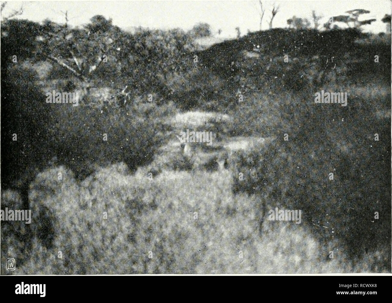 . Der Zauber des Elelescho. - 285 - |d]öoll cn. 3d] erinnere mid] nod], mit u)eld]cm Sagen id] uor 5el]n 3abrcn dans Sanjibar ^bcn anbd um eine bejonbers ergemöl ftarke, auf]]n =]}ltasI Iid e]orntropl englijd äe von 54]en öoll unternal änge €]m. 3(j'} fanb [un ic l^änöler. Damals luar id] |el]r klug. 36] einfad glaubte] nid]t un bie niöglid joldjen lüud]keit eines][l]es, Dielmet ielt]r einen gc[d]idüen Derfd bes Betrug]mil3tcn 3nbers für t]öd][t]uial r = [d]] einlid iinirbe biefem dans unb (Blauben jogenannten von einigen , Rfrikanern bejtärkt,alten". L]es (ie[5, bie inbi[d]]änbler öerjtü en l Banque D'Images