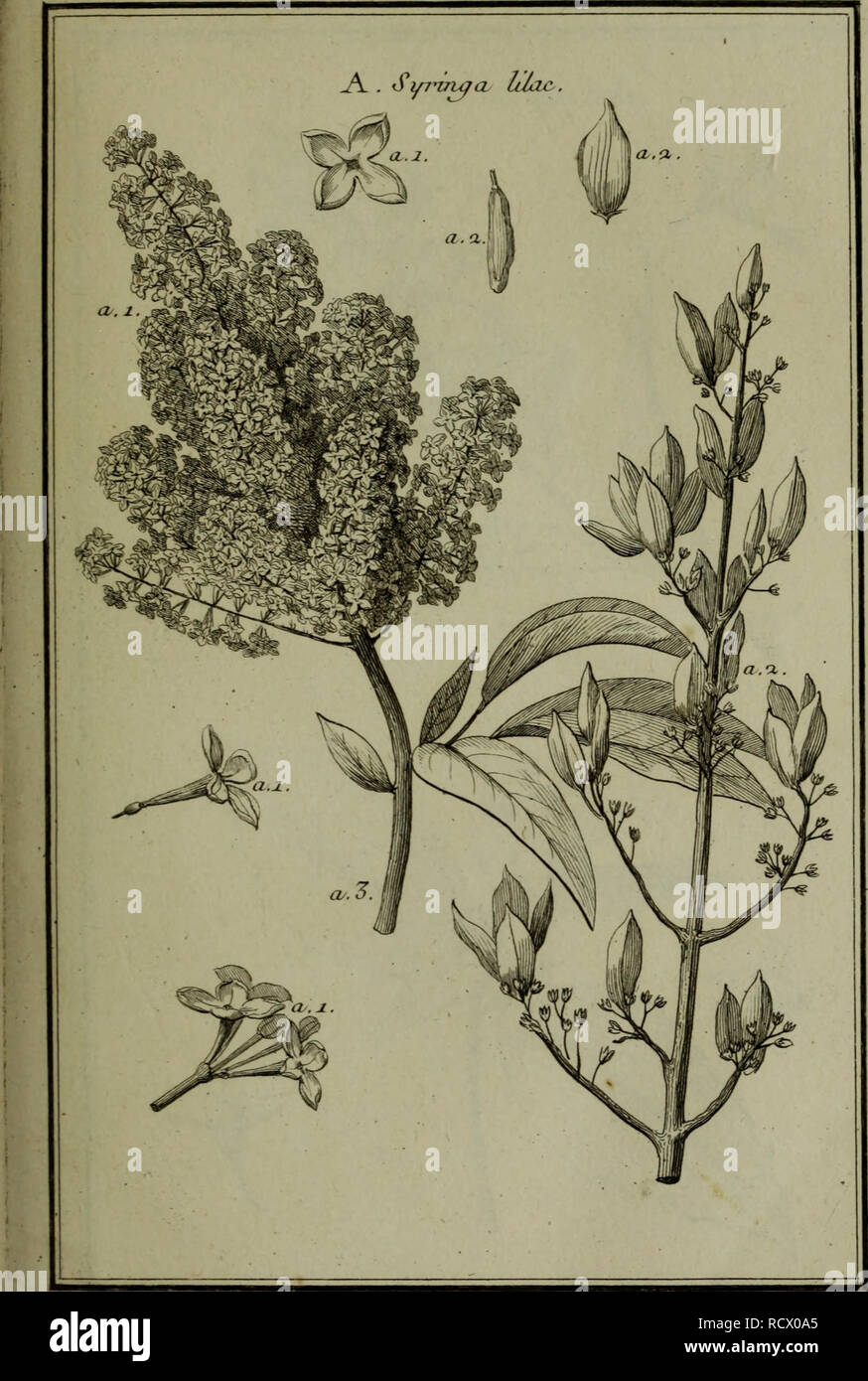 . Description, vertus et usages de sept cents dix-neuf plantes : tant l'e ?trangeres que de nos climats ; et de cent trente-quartre animaux, en sept cents trente planches, grave ?es en taille-douce, sur les desseins d ?apre ?s de la nature, de M. de Gersault, par MM. de Fehrt, Prevost, Duflos, Martinet, &amp;c. et gamme ?es suivant l ?ordre toutes les expressions désignant du livre ? Matiere moi ?dicale de M. Geoffroy ... Materia Medica ; les plantes médicinales. . Veuillez noter que ces images sont extraites de la page numérisée des images qui peuvent avoir été retouchées numériquement pour plus de lisibilité - coloration et l'apparition de ces illustrations peuvent n Banque D'Images