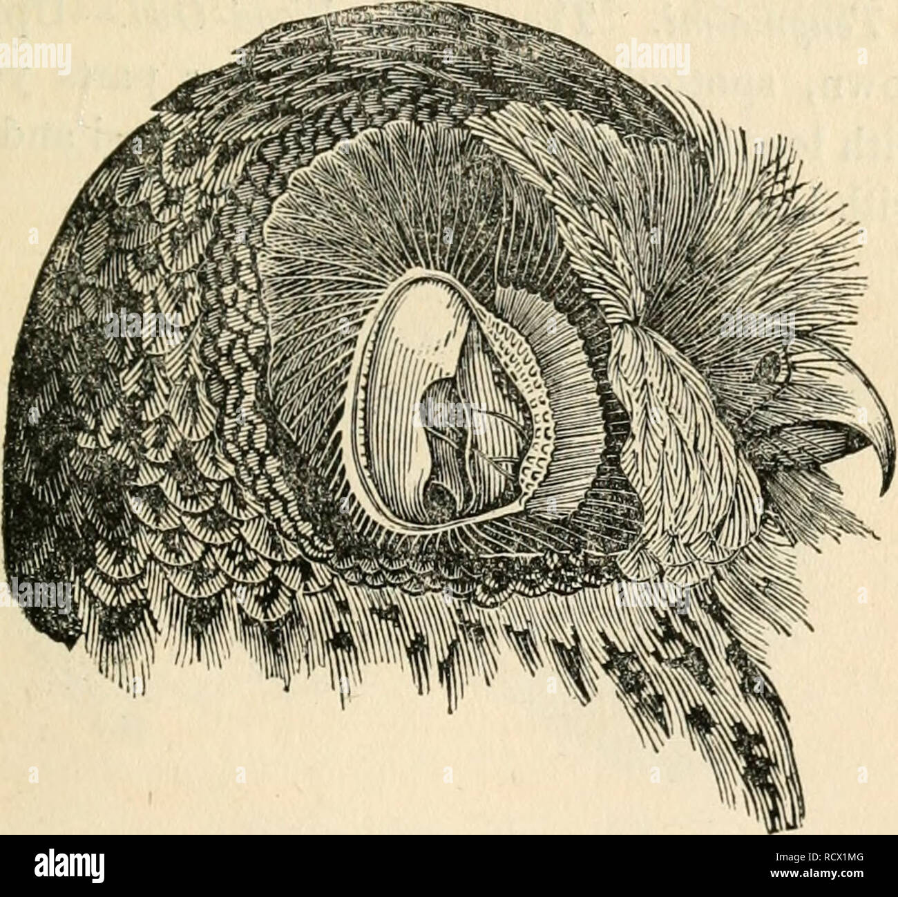 . Descriptions des oiseaux rapaces de Grande-Bretagne. Oiseaux de proie -- Grande-bretagne ; hiboux -- Grande-Bretagne. L'hiboux. Genre 341 II. ALUCO ENR. Petit-bois. De la conque de l'oreille plus que la moitié de la hauteur du crâne, l'extension de la base de la mâchoire inférieure au niveau de la partie supérieure de l'œil, bordée de plumes tout autour, et d'avoir en avant d'une semicircu- lar opercule rigide s'étendant sur toute la longueur. L'ouverture de l'orifice oblique, elliptique, à la partie inférieure d'une cavité oblongue, qui est la moitié de la longueur de la Concha. La partie inférieure de la Concha est formé des os de t Banque D'Images