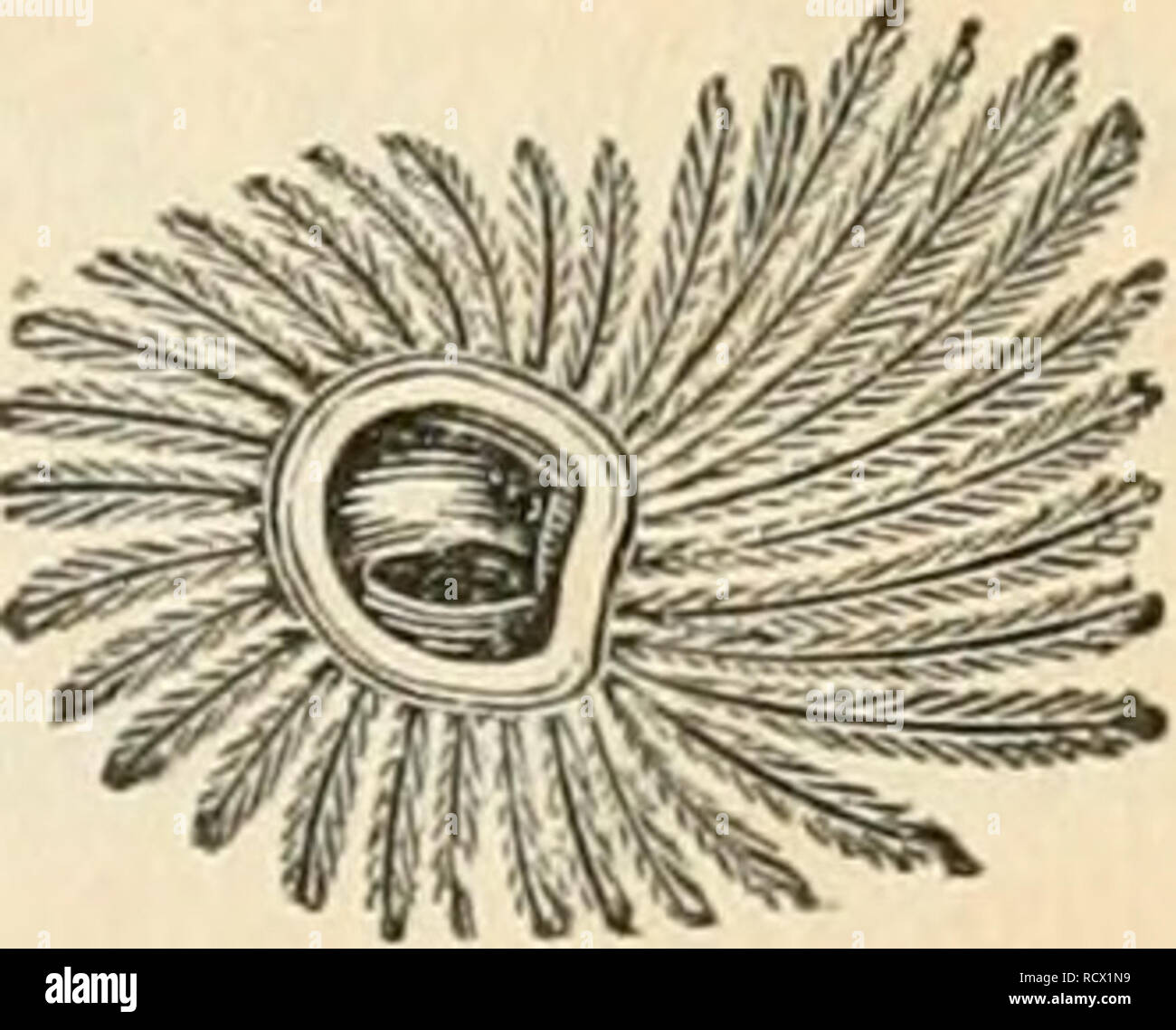 . Descriptions des oiseaux rapaces de Grande-Bretagne. Oiseaux de proie -- Grande-bretagne ; hiboux -- Grande-Bretagne. L'hiboux. 335 et représentant, tliem, et reliant les habitudes de l'espèce avec leur structure. Au lieu d'ingéniosité misapplying en inspectant les skins et de comparer les descriptions, j'ai commencé l'exa- mination des oiseaux eux-mêmes ; mais n'ayant pas été en mesure de se procurer un nombre suffisant d'espèces exotiques ou dans tout les esprits, je suis induite pour le présent à ex- tendent mon groupe générique. Ceux que je propose sont six. Mais, comme l'oreille est considéré comme un organe de première importance en th Banque D'Images