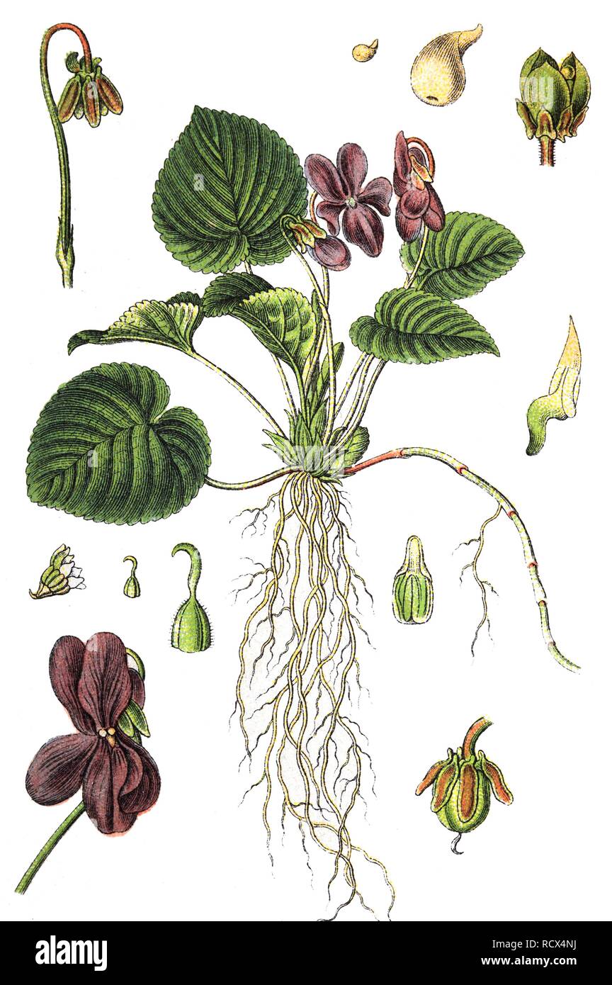 Violette odorante (Viola odorata), les plantes médicinales et les plantes utiles, lithography, 1880 Banque D'Images