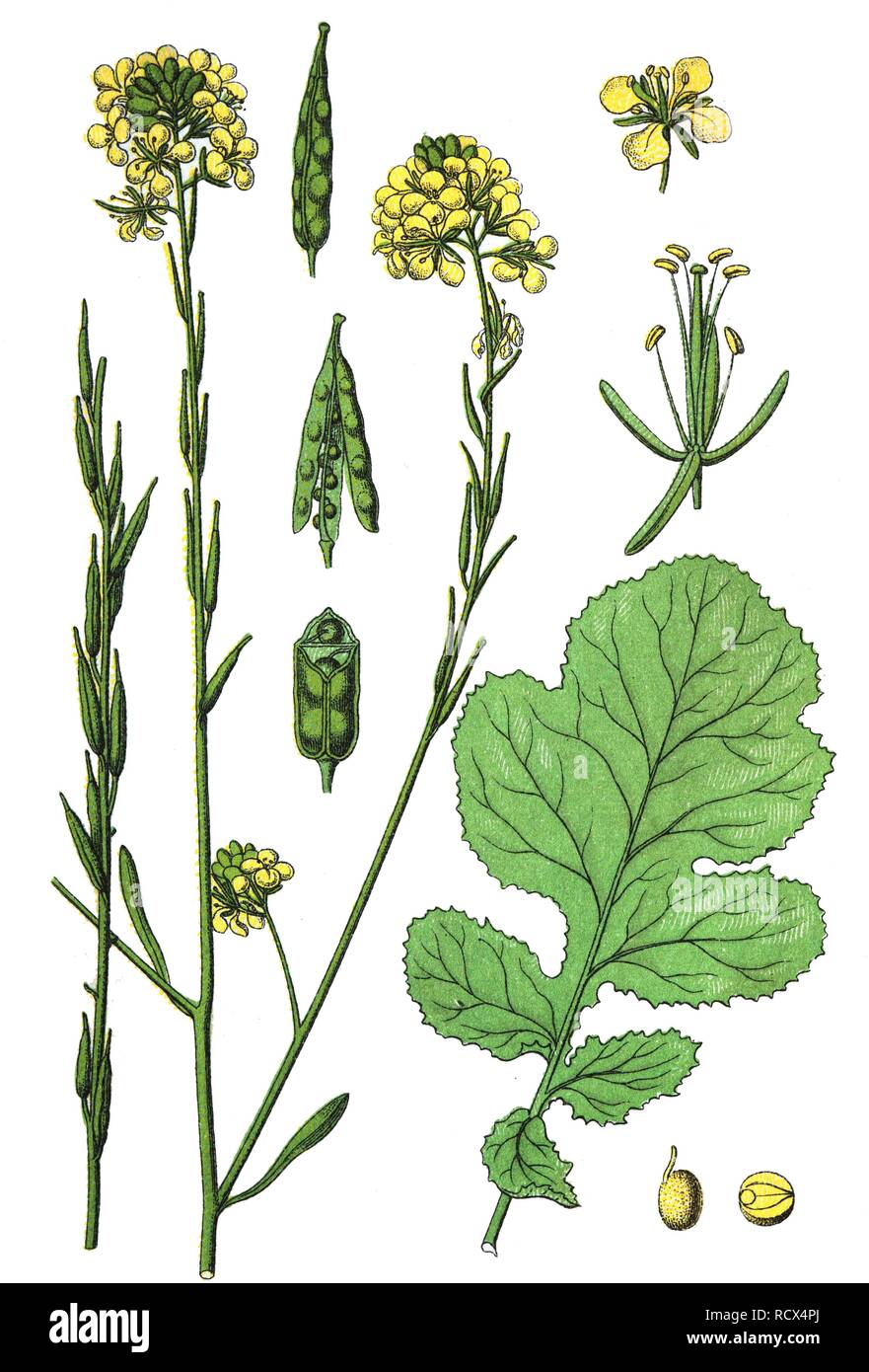 La moutarde noire (Brassica nigra), les plantes médicinales et les plantes utiles, lithography, 1880 Banque D'Images