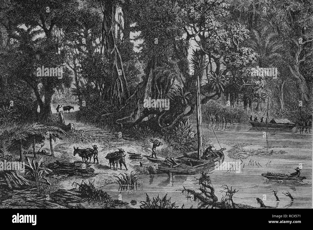 Chargement de l'hématine en Amérique centrale, gravure sur bois, gravure historique, 1882 Banque D'Images