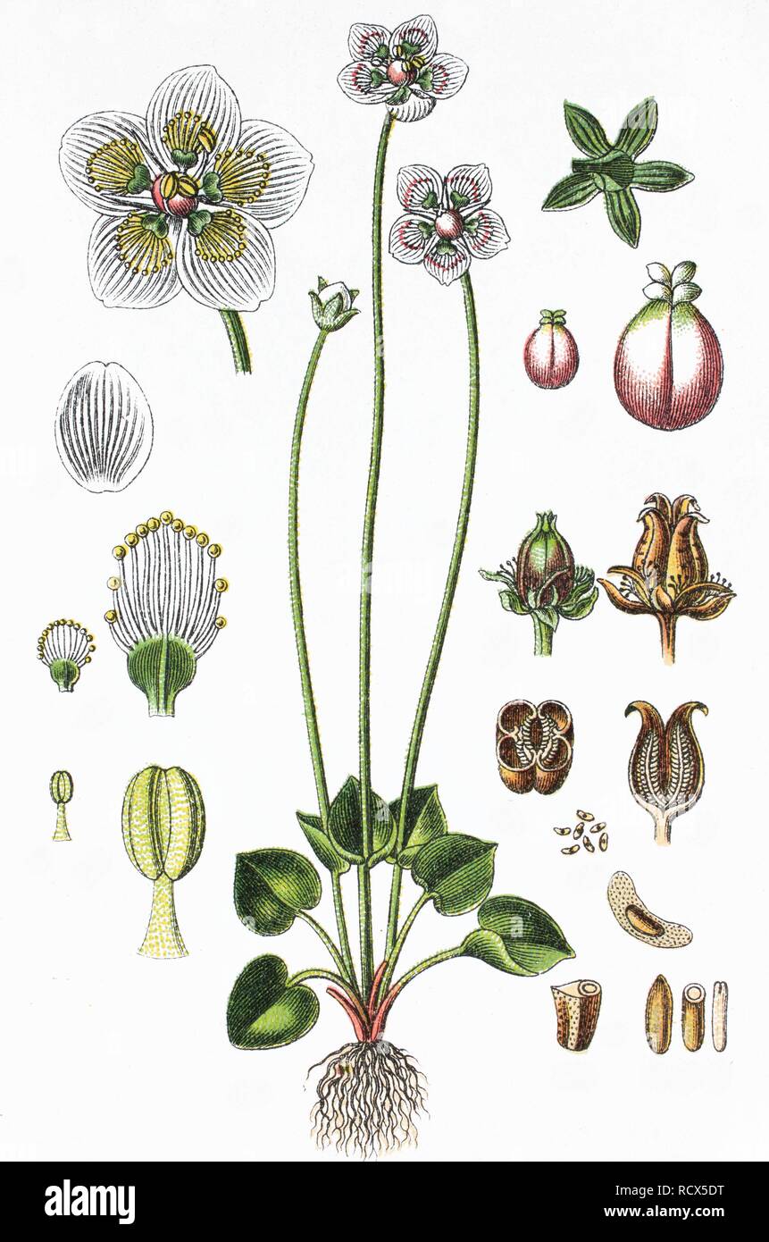 Marsh Grass-de-Parnasse, le nord de l'herbe-de-Parnasse ou Bog-star (Parnassia palustris), médicinales et des plantes utiles Banque D'Images