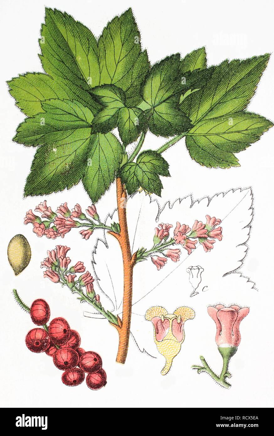 Le cassis (Ribes petraeum), médicinales et des plantes utiles, chromolithographie, 1881, illustration historique Banque D'Images