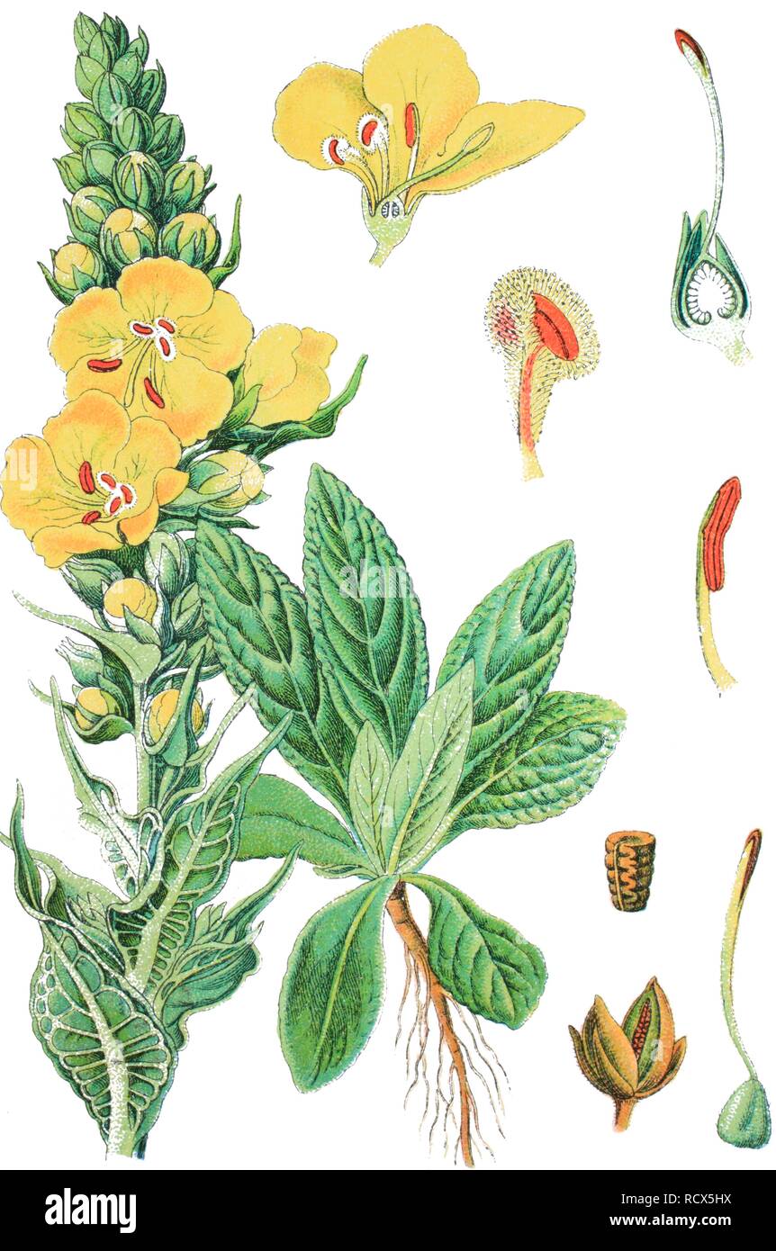 Molène à fleurs denses, ou à grande fleur, molène (Verbascum densiflorum, 1888), lithography Banque D'Images