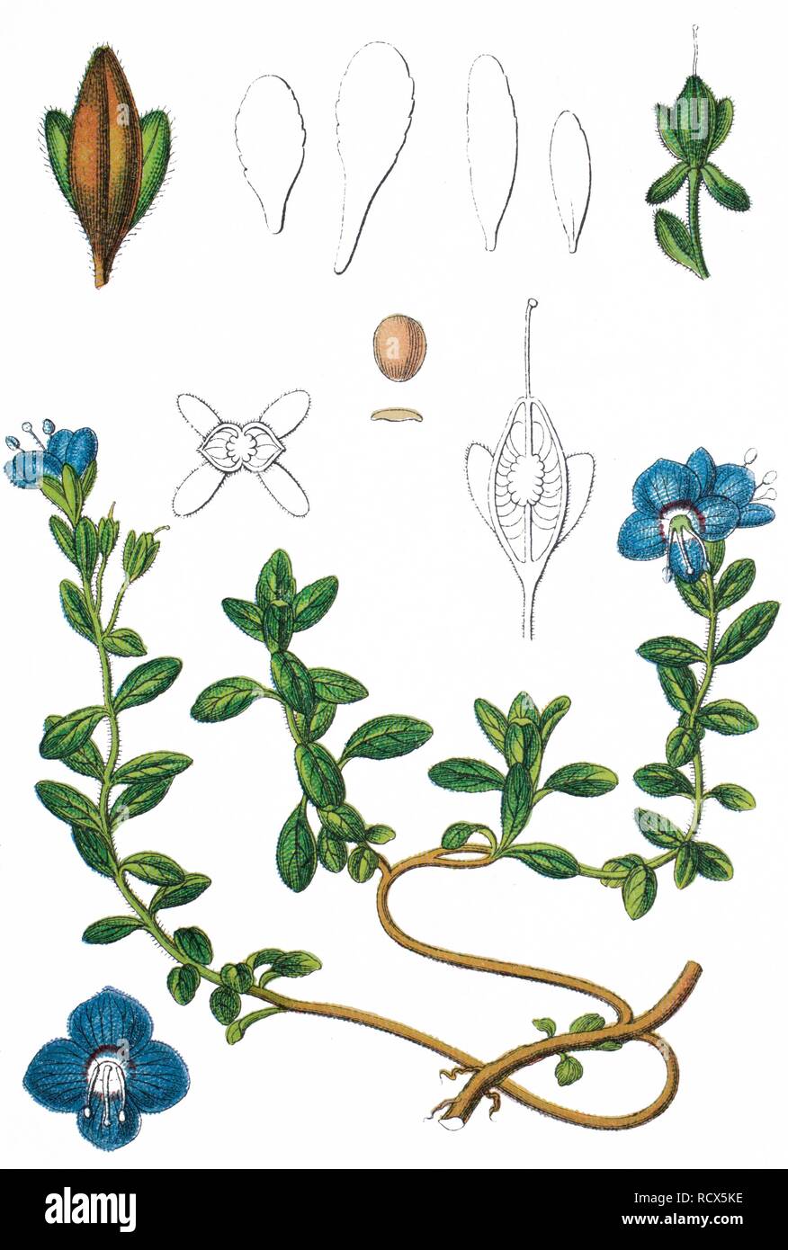 Rock speedwell (Veronica fruticans), plante médicinale, plante utile, lithography, 1888 Banque D'Images