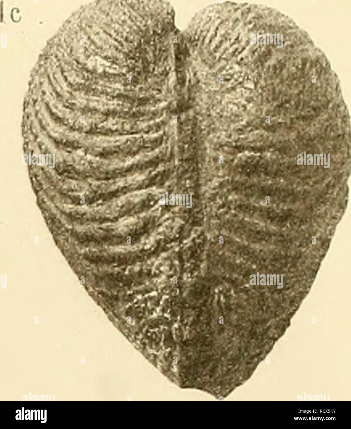 . Description de la faune jurassique du Portugal : mollusques lamellibranches. . Veuillez noter que ces images sont extraites de la page numérisée des images qui peuvent avoir été retouchées numériquement pour plus de lisibilité - coloration et l'aspect de ces illustrations ne peut pas parfaitement ressembler à l'œuvre originale.. Choffat, Paul, 1849-. Lisbonne. Imprimerie de l'Académie royale des sciences Banque D'Images