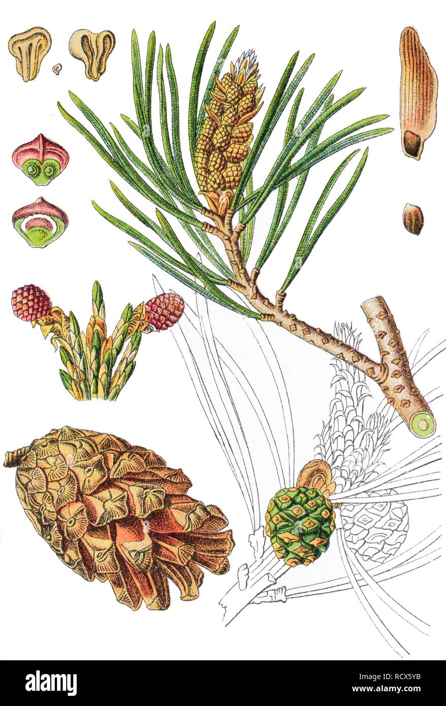 Le pin sylvestre (Pinus sylvestris), plante médicinale, plante utile, chromolithographie, 1876 Banque D'Images