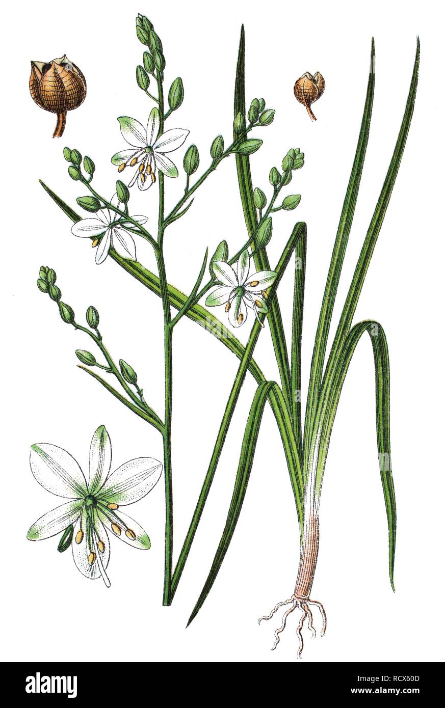 Anthericum ramosum (Anthericum ramosum), plante médicinale, plante utile, chromolithographie, 1876 Banque D'Images