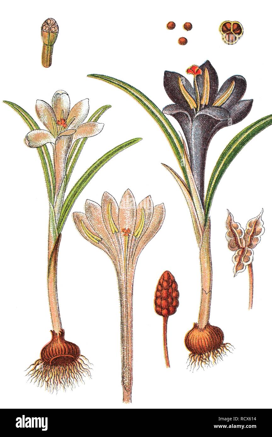 Crocus Crocus géant, printemps (Crocus vernus), plante médicinale, plante utile, chromolithographie, 1876 Banque D'Images
