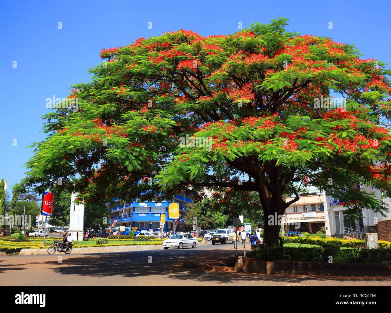 Flame Tree ou flamboyant (Delonix regia), Moshi, Tanzania, Africa Banque D'Images