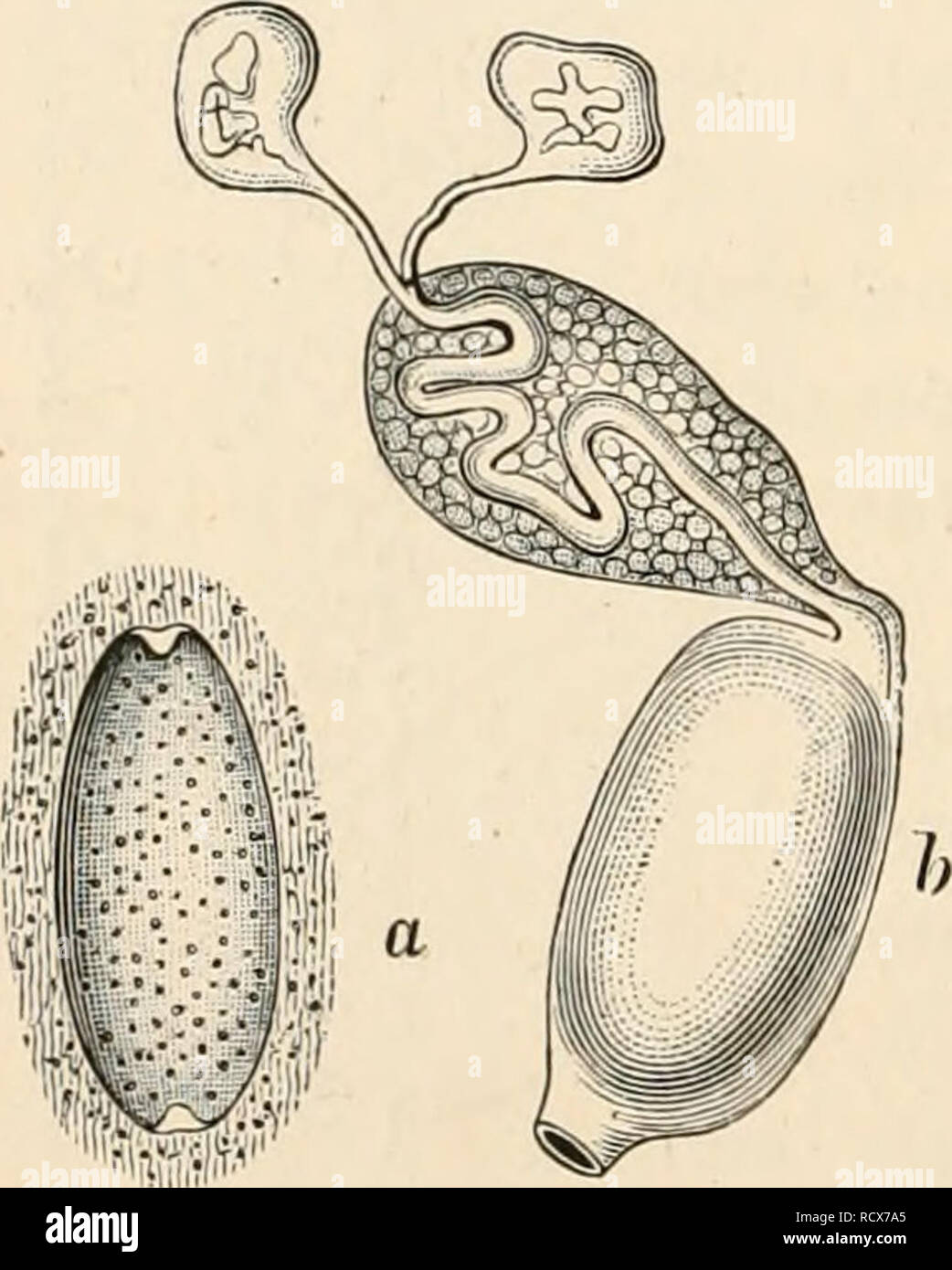 . Texte élémentaire-livre de zoologie. Zoologie. 398 ANNELIDA. ligne de la région antérieure du corps. Le mâle se trouve ouverture générative devant la femelle et est généralement fourni avec un cirrus protractile. Les testicules se trouvent en paires dans plusieurs segments successifs et sont habituellement présents en nombre considérable (fig. 322). Dans Hirudo il y a neuf ou dix paires de vésicules testiculaires, qui sont reliés par un canal sinueux defereiis sur chaque côté. Chaque canal déférent est enroulé à l'avant pour former une sorte de l'épididyme (fig. 322, NJi) et est ensuite en une partie musculaire prolongée, le canal d'ejaculatoriu Banque D'Images