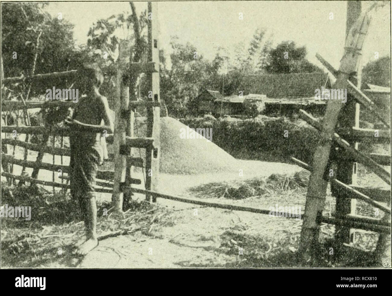 . Tropenpflanzer ; Zeitschrift der Landwirtschaft l fr. Plantes tropicales ; les cultures tropicales. 14. Abbild. 5. Platz zum Reisdreschen. Gehäufter JTinter Bambuszaun Reis. Art ; auch zum Daclidecken und zu Sätteln Lastvieh für das wird es benutzt. Die Schan, die sich für ihre tant Priesterbücher Schreibereien wie für andere nicht der sonst üblichen)Palml lätter bedienen, machen ihr Papier für diese Zwecke aus les Reisstroh. Dans manchen Gegenden, donc in der Provinz Pitsanulok wird wie früher erwähnt - die - die Reisähre kurz geschnitten, um das dans Reisstroh Trockenzeit als der dem Vieh F Banque D'Images