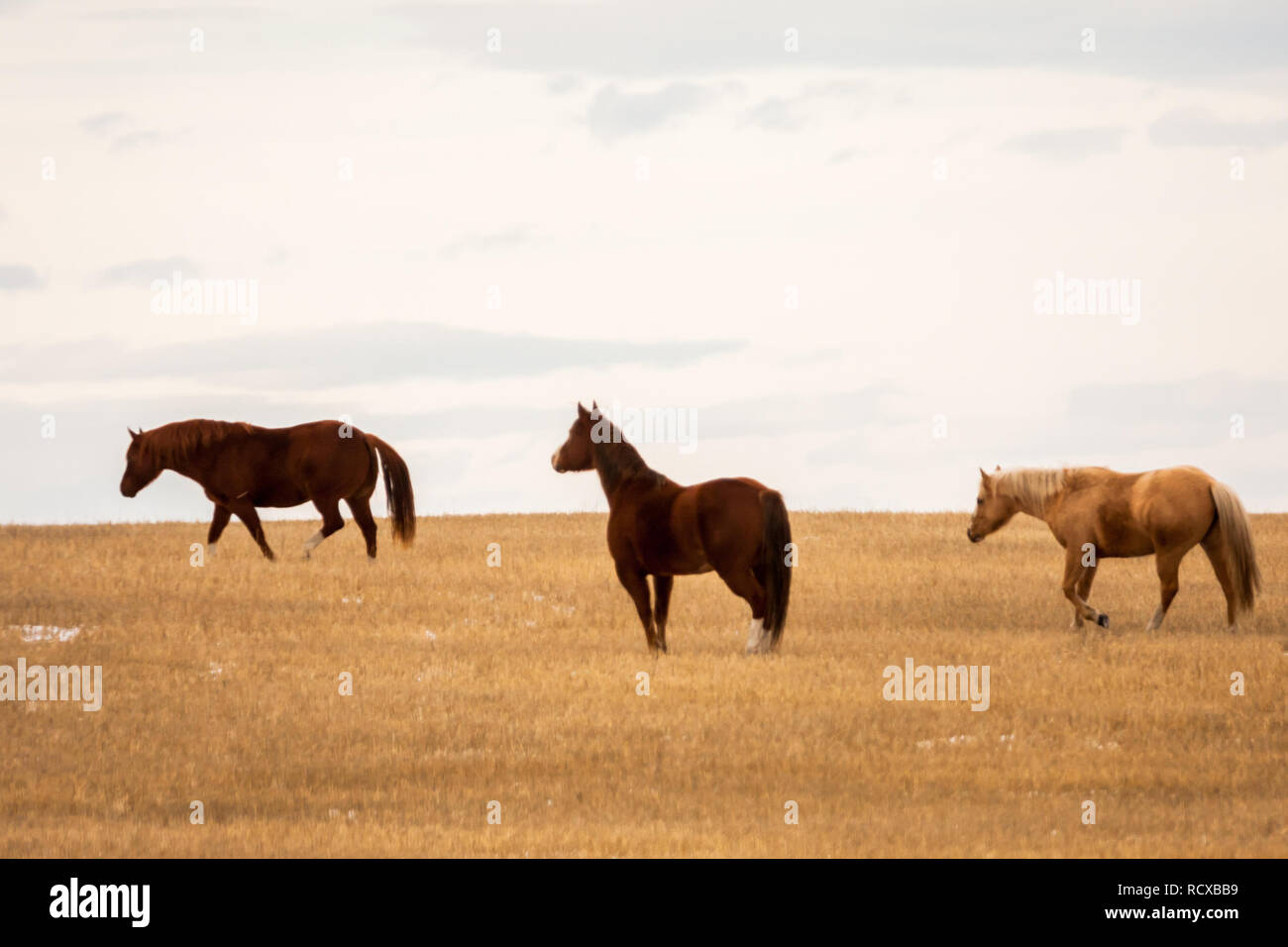 Trois (3) chevaux fougueux (vue latérale) courir et s'ébattre dans golden grain champ sous ciel voilé, Nuageux ciel d'hiver dans les régions rurales de l'Alberta, Canada. Prix pour le texte. Banque D'Images