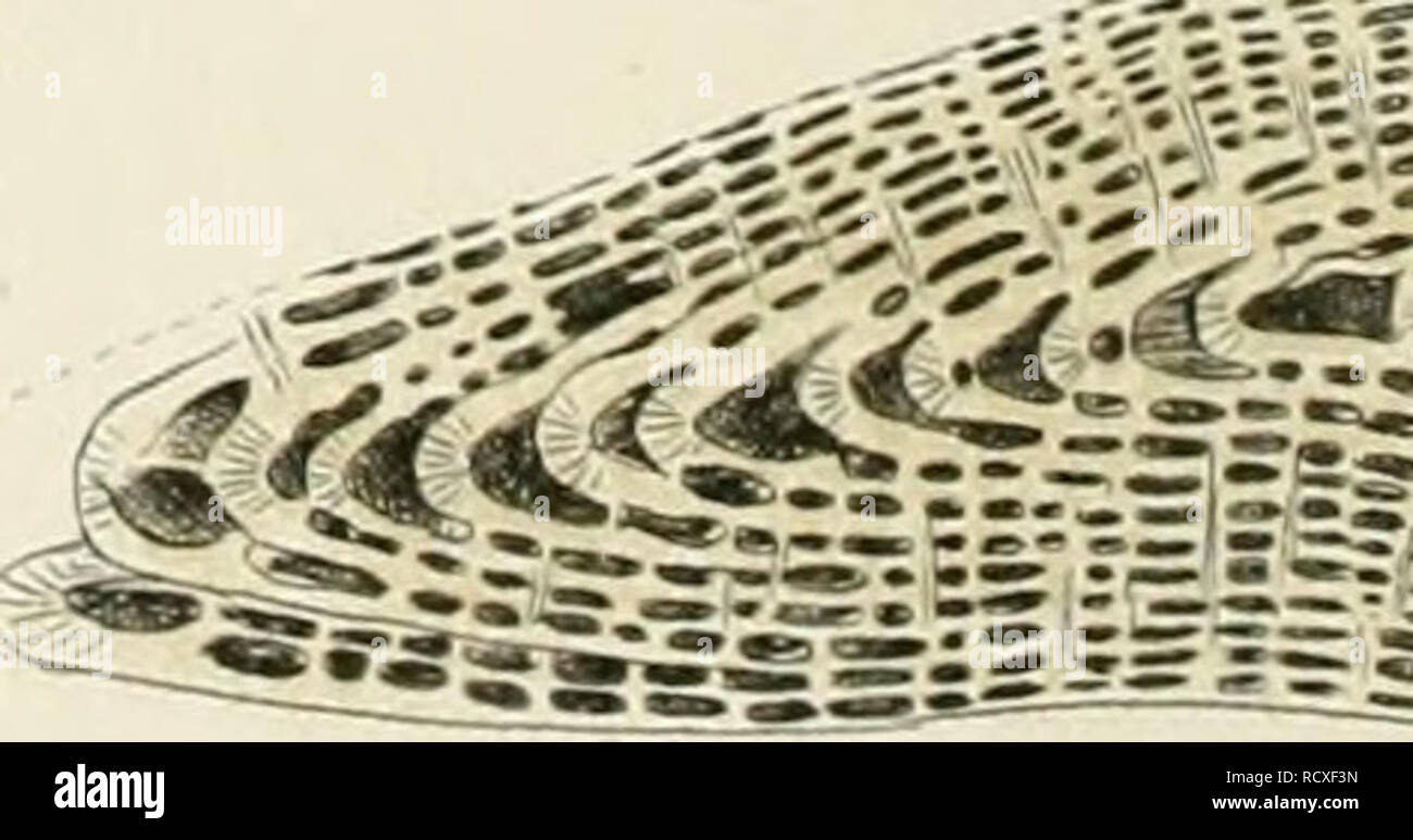 . Description géologique de Java et Madoura. Géologie ; géologie ; Volcans ; foraminifères et combustibles. FïgMNjxmmus^,var9 mtN J(M8. • »^ , FujM) ! III > ; m , 4VL ' * * ** * J. Fig.98 /03.J07 J08X. Veuillez noter que ces images sont extraites de la page numérisée des images qui peuvent avoir été retouchées numériquement pour plus de lisibilité - coloration et l'aspect de ces illustrations ne peut pas parfaitement ressembler à l'œuvre originale.. Verbeek, R. D. M. (Rogier Diederik Marius), 1845-1926 ; Fennema, Rinder, 1849-1926. Amsterdam, J. G. Stemler cz. Banque D'Images