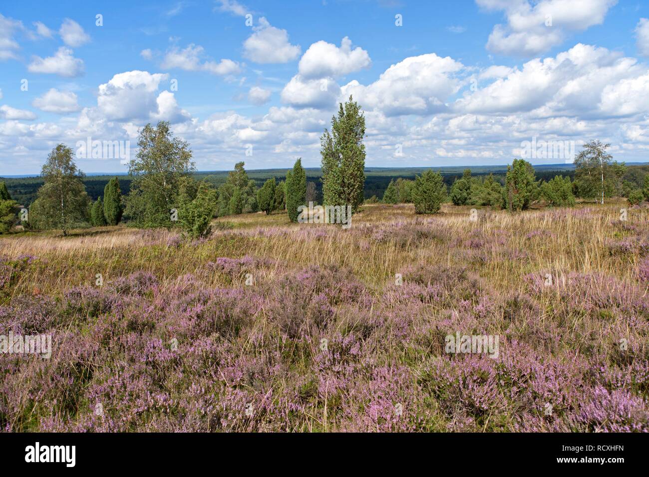 Vue depuis la colline Wilseder Berg, Lueneburg Heath, Basse-Saxe Banque D'Images