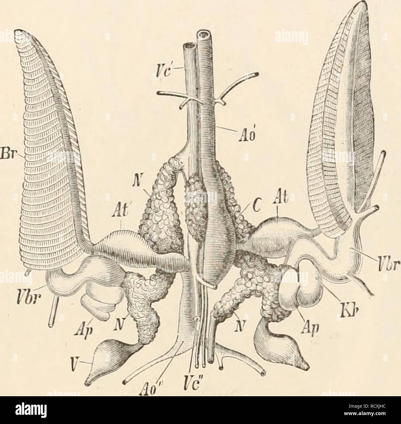 . Texte élémentaire-livre de zoologie. Zoologie. Des céphalopodes. 03 l'Dibranchiata dans des cavités de ce dernier, le soi-disant cartila- ginous labyrinthe. Ils reçoivent du ganglion pédale leur courte nerfs auditifs, qui, cependant, se poser dans le cerveau. Les organes respiratoires ont la forme de deux (ou quatre) Dibrcmchiata (Tetrabranchiata) branchies pennées, qui sont placés sur les côtés du sac viscéral dans la cavité du manteau. Elles sont baignées par un courant d'eau qui est constamment renouvelé. Le cœur se trouve dans la partie du sac viscéral, plus ou moins étroitement rapproché de l'apex de t Banque D'Images
